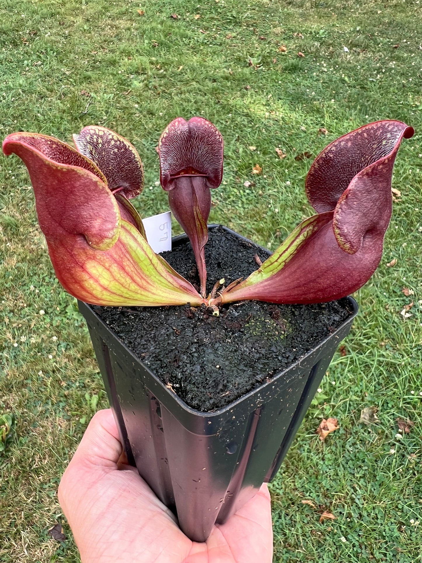 Sarracenia purpurea ssp. purpurea (Centre Co, PA) - Seed Grown #57