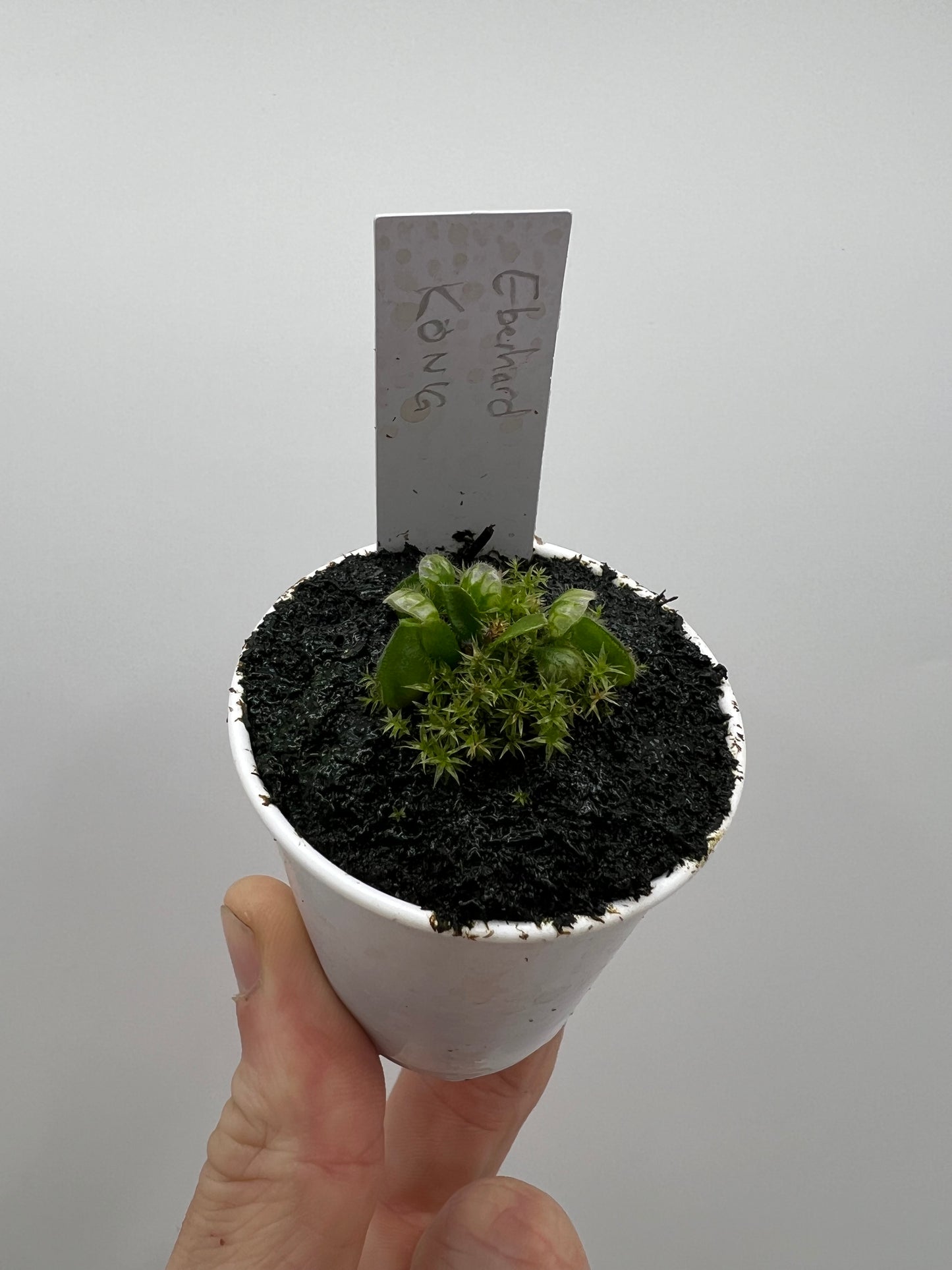 Cephalotus follicularis “Dr. Eberhard König”