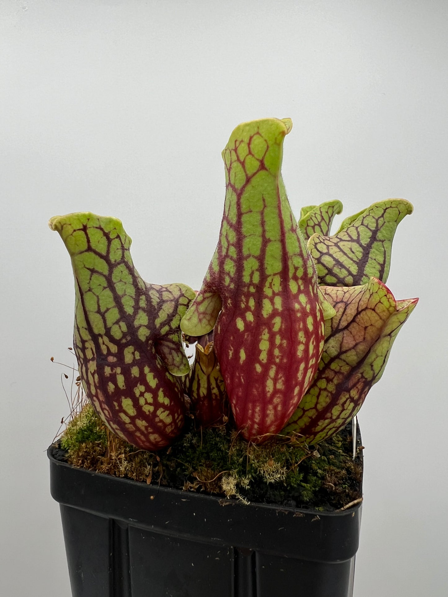 Sarracenia purpurea ssp. venosa “Little Carnivores” - Seed Grown #26