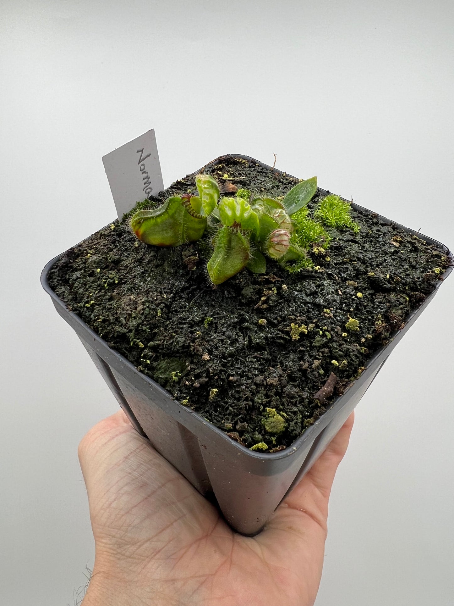 Cephalotus follicularis “Norma”