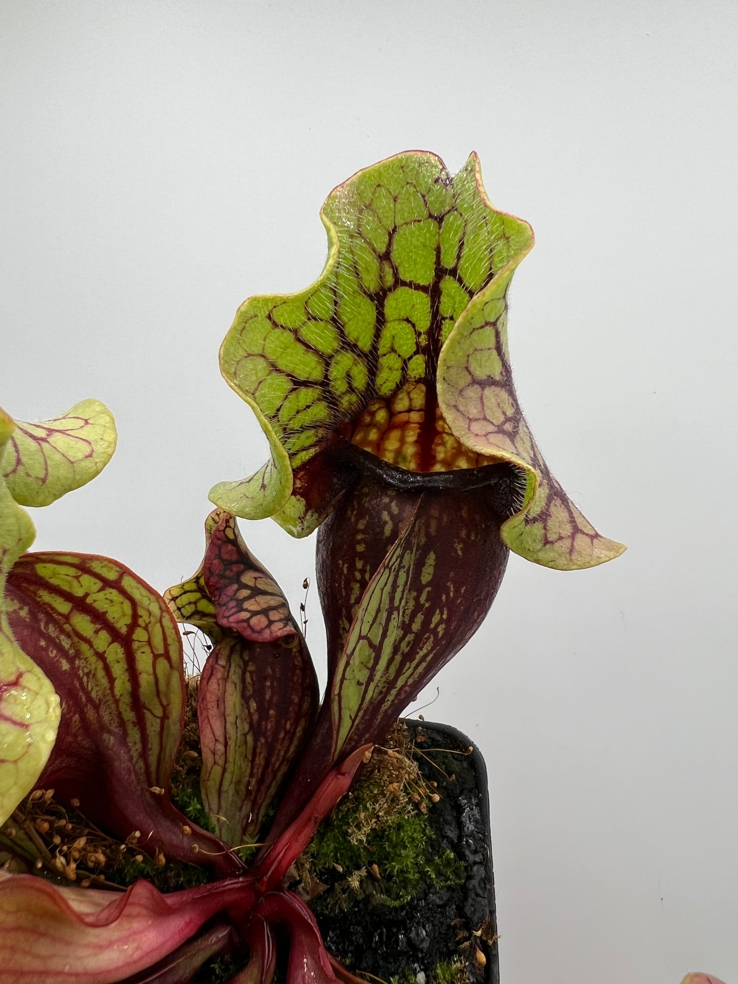 Sarracenia purpurea ssp. venosa “Little Carnivores” - Seed Grown #26