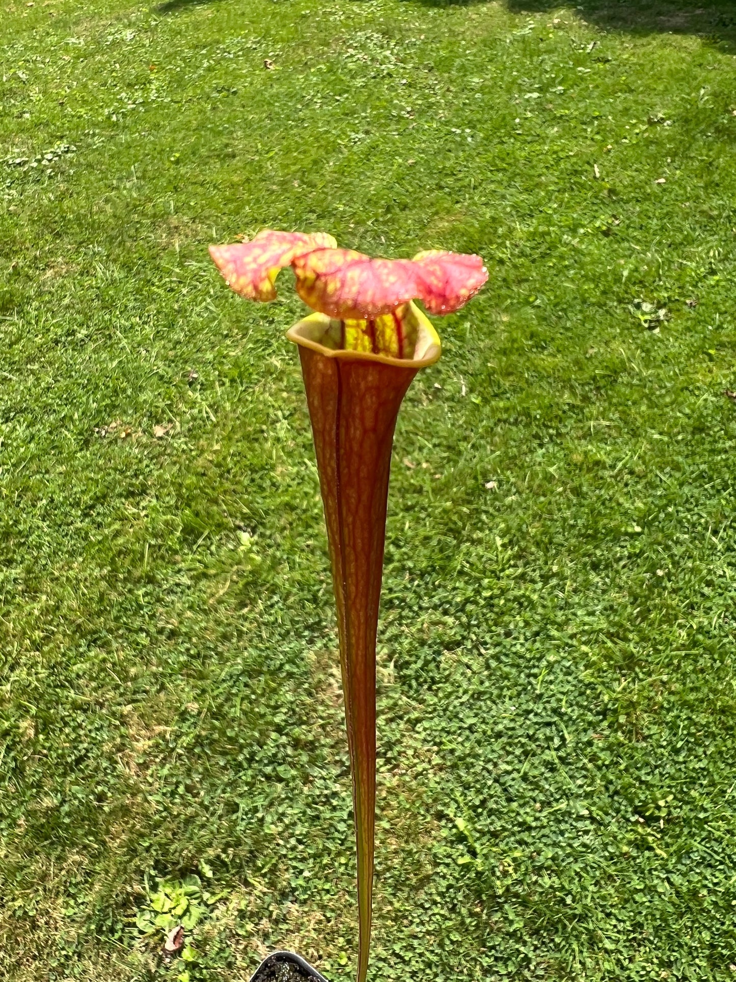 Sarracenia flava var. ornata (red tube) x “Supermax” - Seed Grown #1