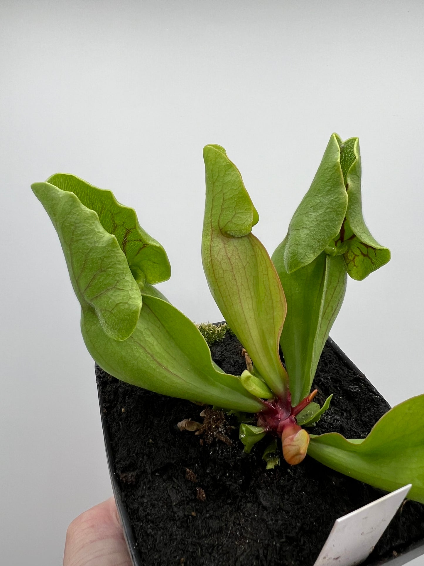 Sarracenia purpurea var. montana (Transylvania Co, NC) - Seed Grown #4