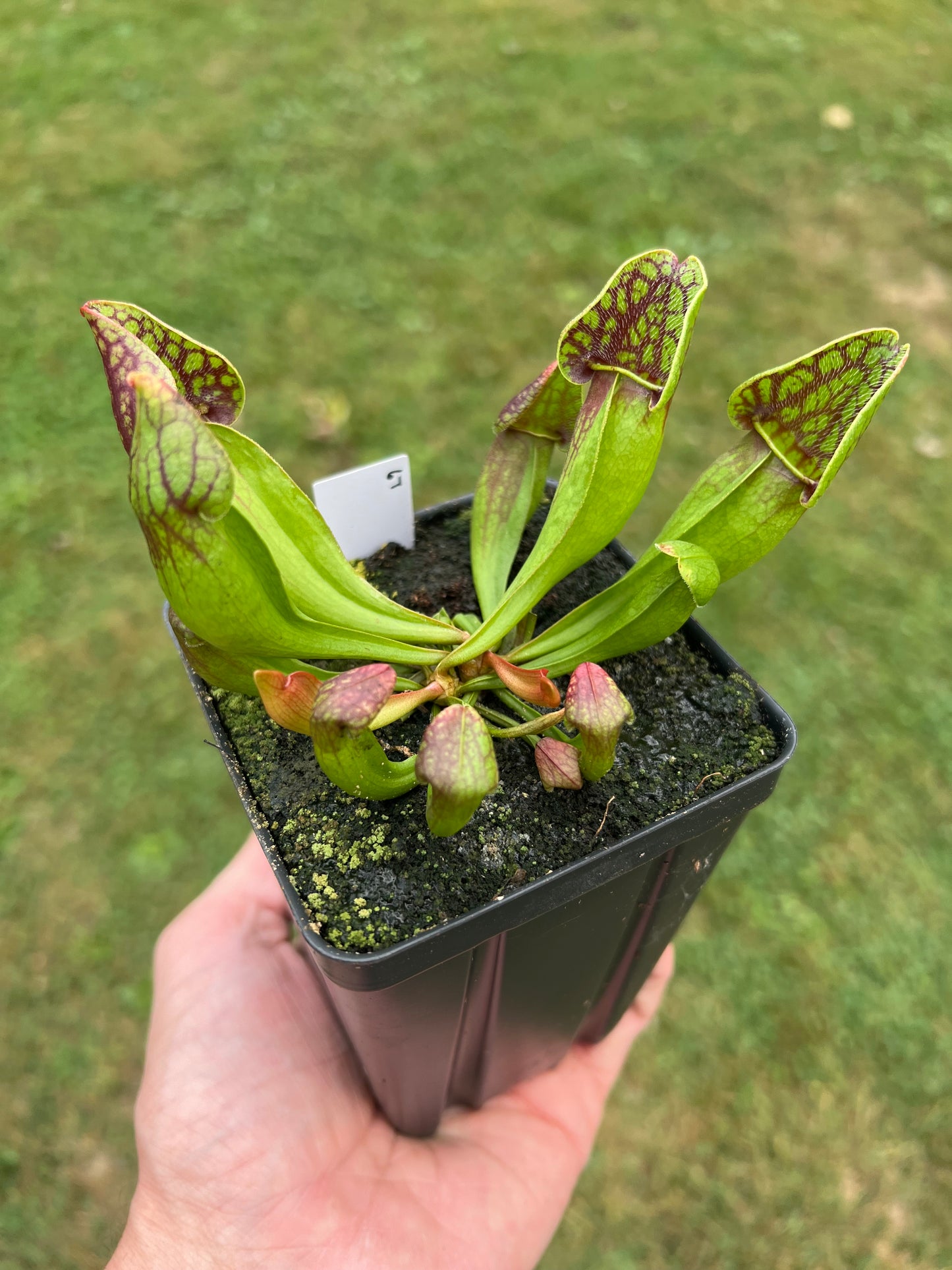 Sarracenia purpurea ssp. purpurea (Centre Co, PA) - Seed Grown #67