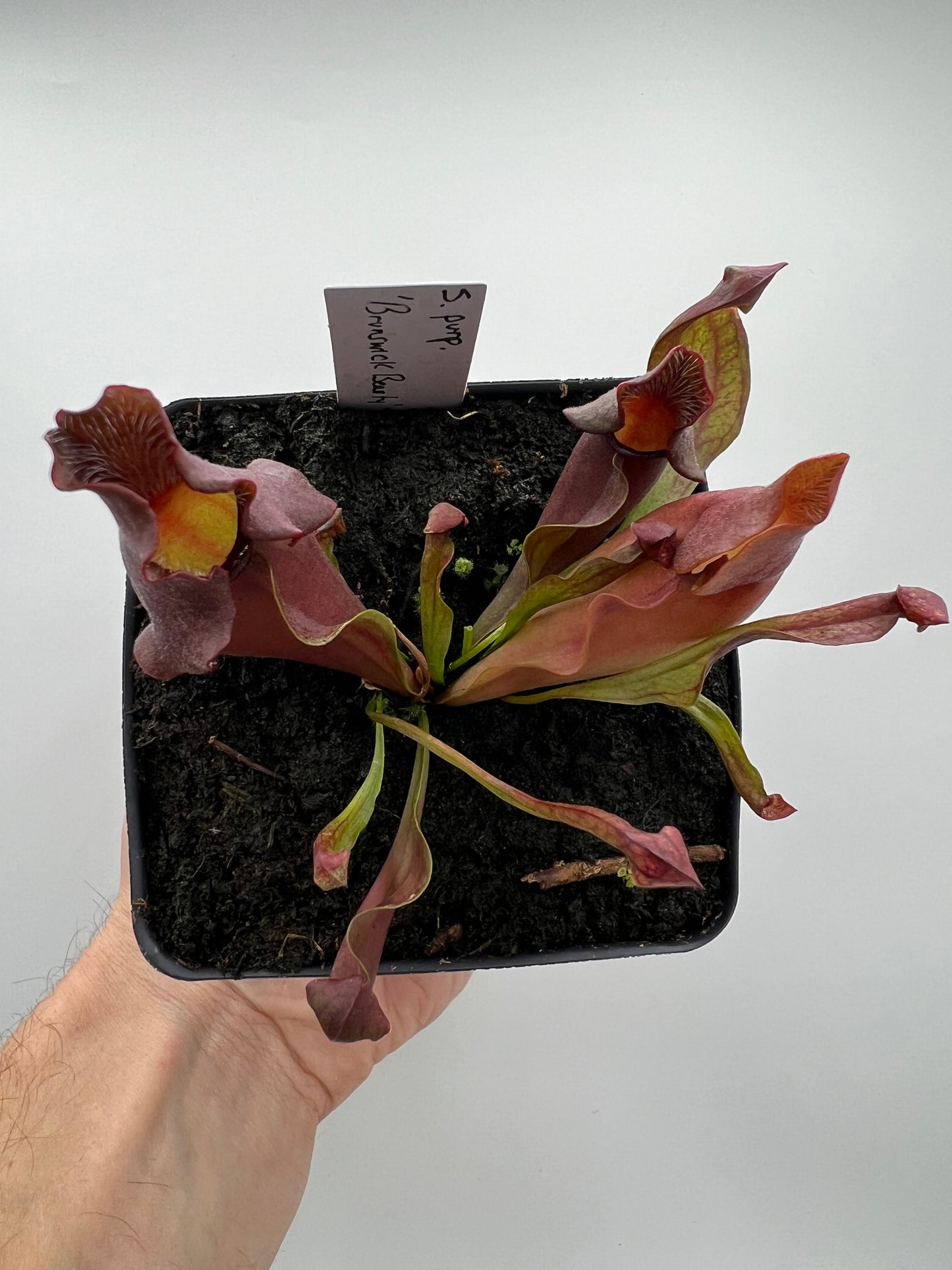 Sarracenia purpurea ‘Brunswick Beauty’ - True Cultivar