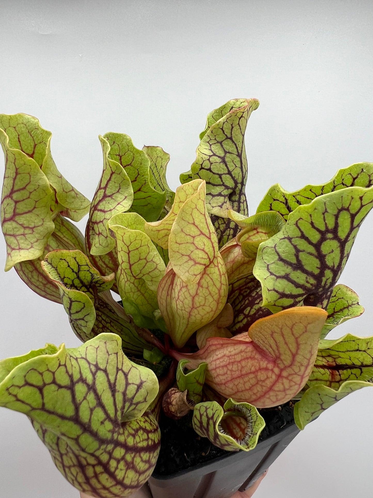 Sarracenia purpurea ssp. venosa “Little Carnivores” - Seed Grown #24