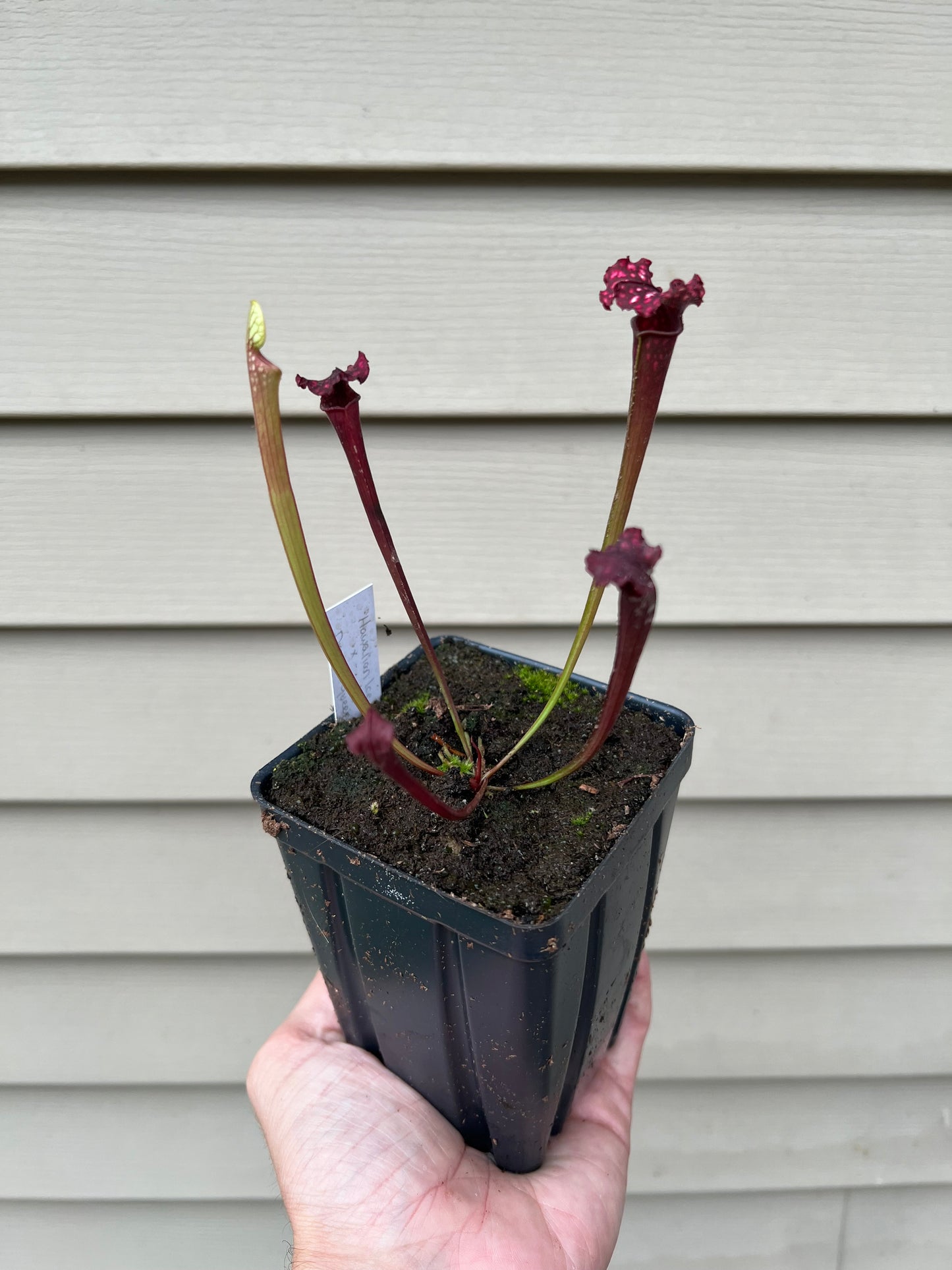 Sarracenia “Hawaiian Ice” x ‘Dragon Queen’ - Seed Grown #3