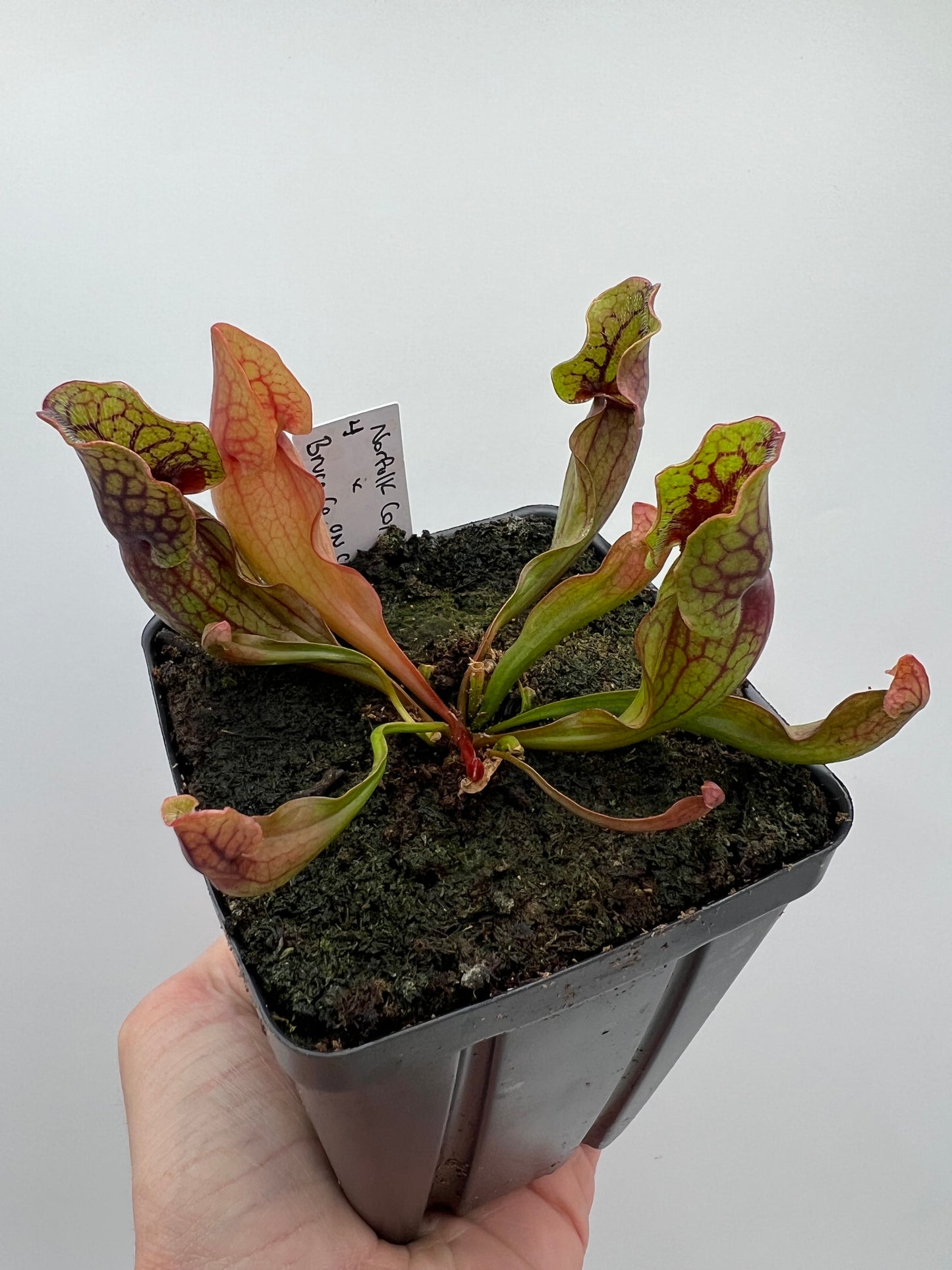 Sarracenia purpurea ssp. purpurea (Norfolk Co, MA) x (Bruce Co, Ontario Canada) - Seed Grown #4