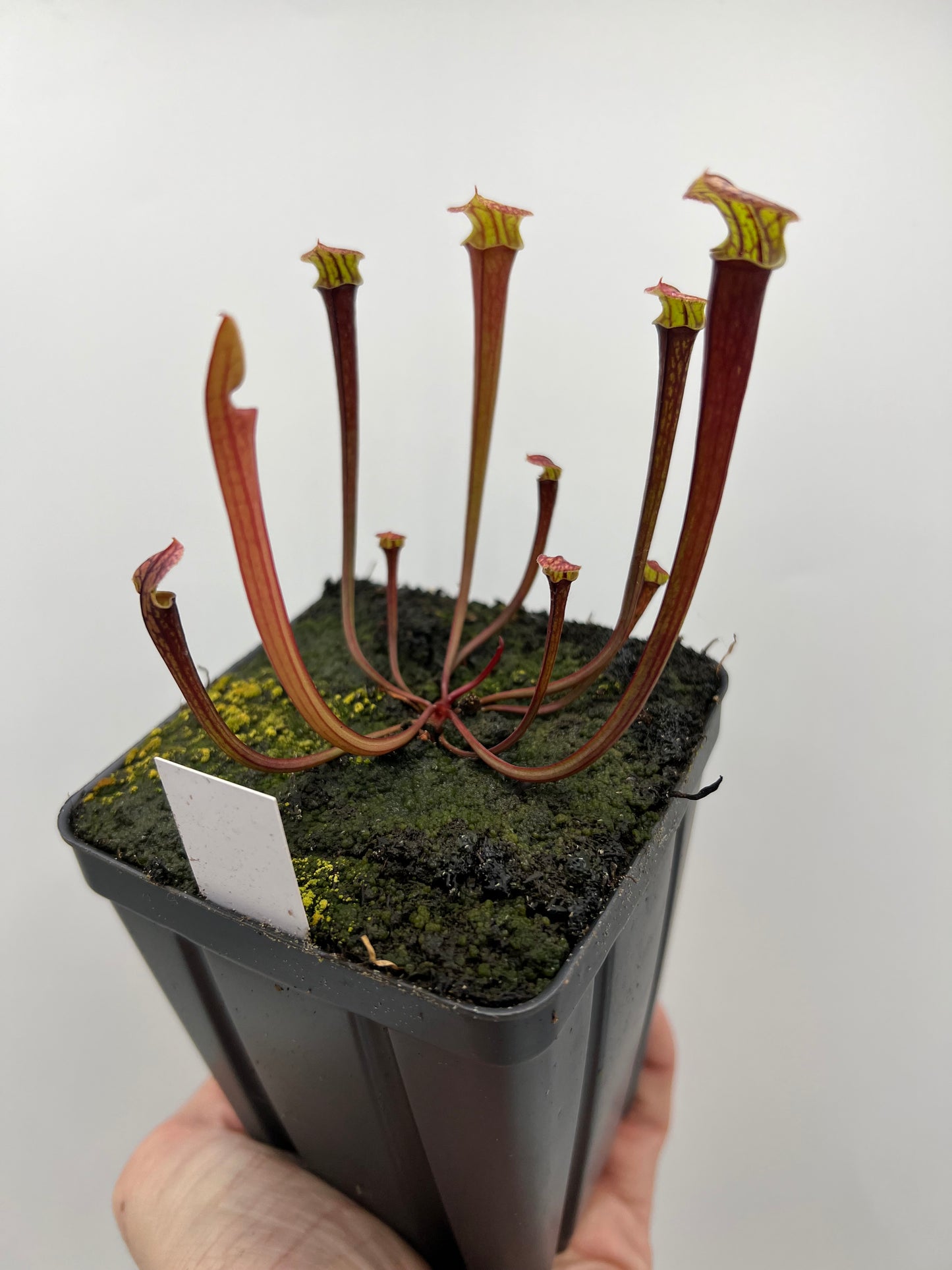 Sarracenia flava var. rubricorpora x “Strawberry Milkshake” - Seed Grown #3