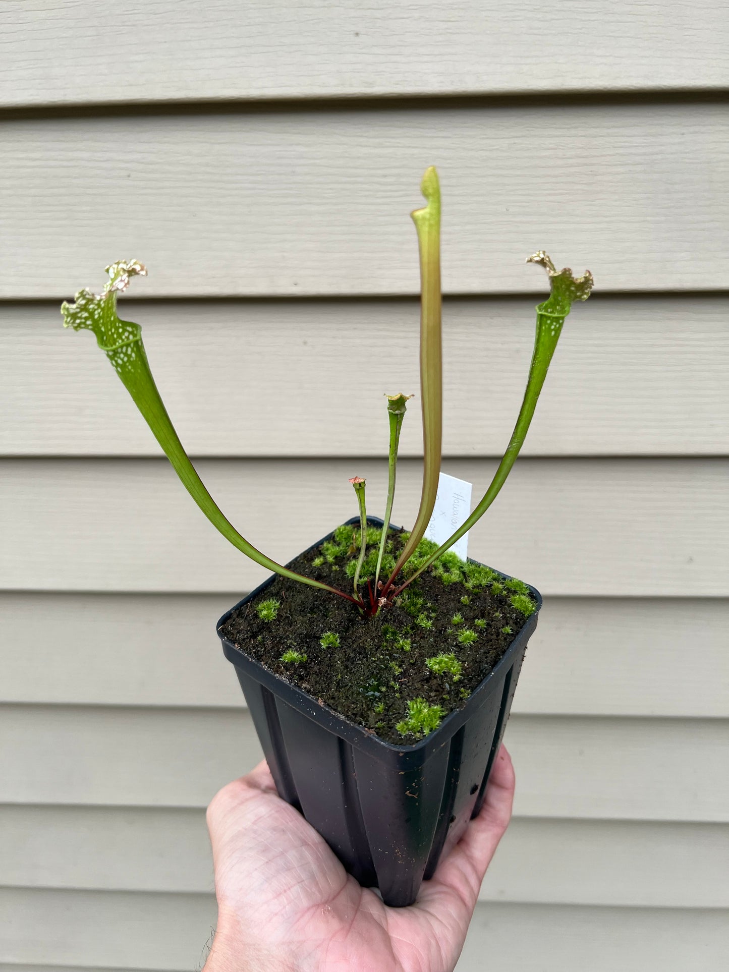 Sarracenia “Hawaiian Ice” x ‘Dragon Queen’ - Seed Grown #1