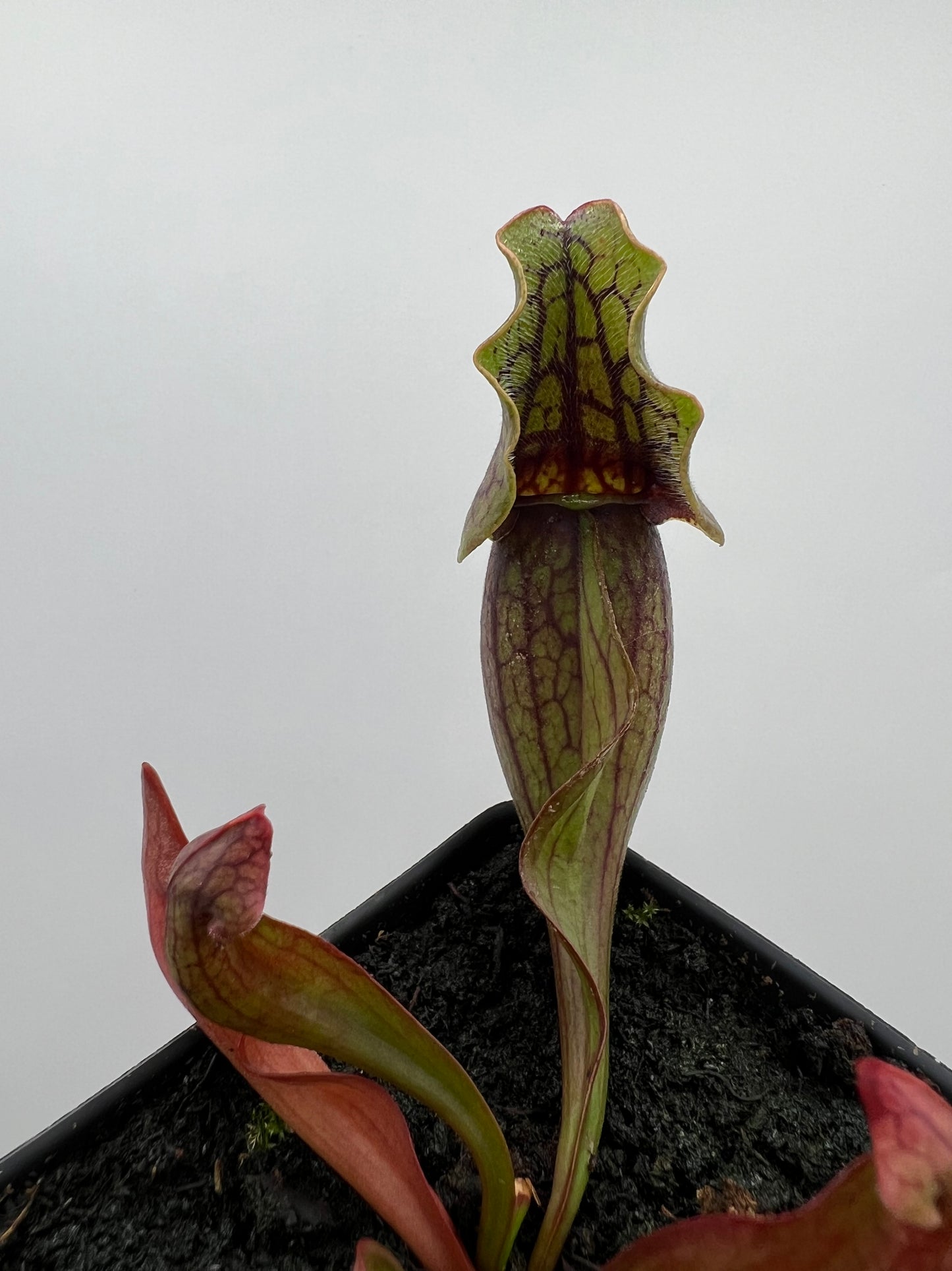 Sarracenia purpurea ssp. purpurea (Norfolk Co, MA) x (Bruce Co, Ontario Canada) - Seed Grown #1