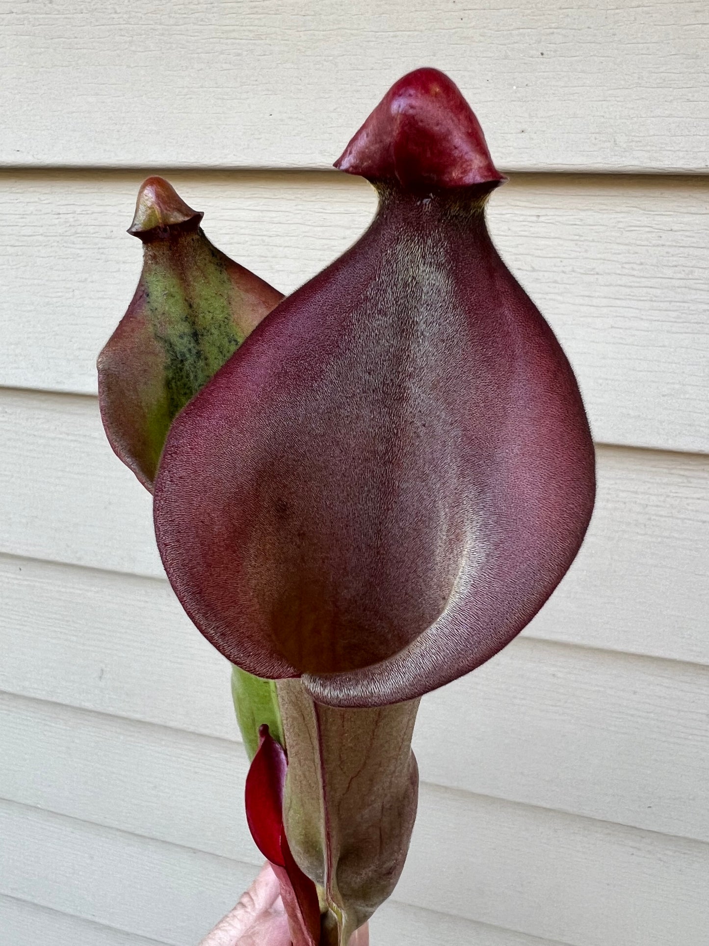 Heliamphora “Nutans Giant” x (tatei x folliculata) SG 8.14.19 LC1 - Division A