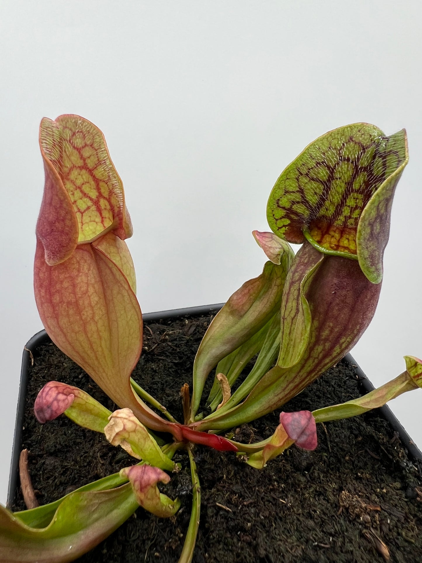 Sarracenia purpurea ssp. purpurea (Centre Co, PA) x (Ocean Co, NJ) - Seed Grown #1