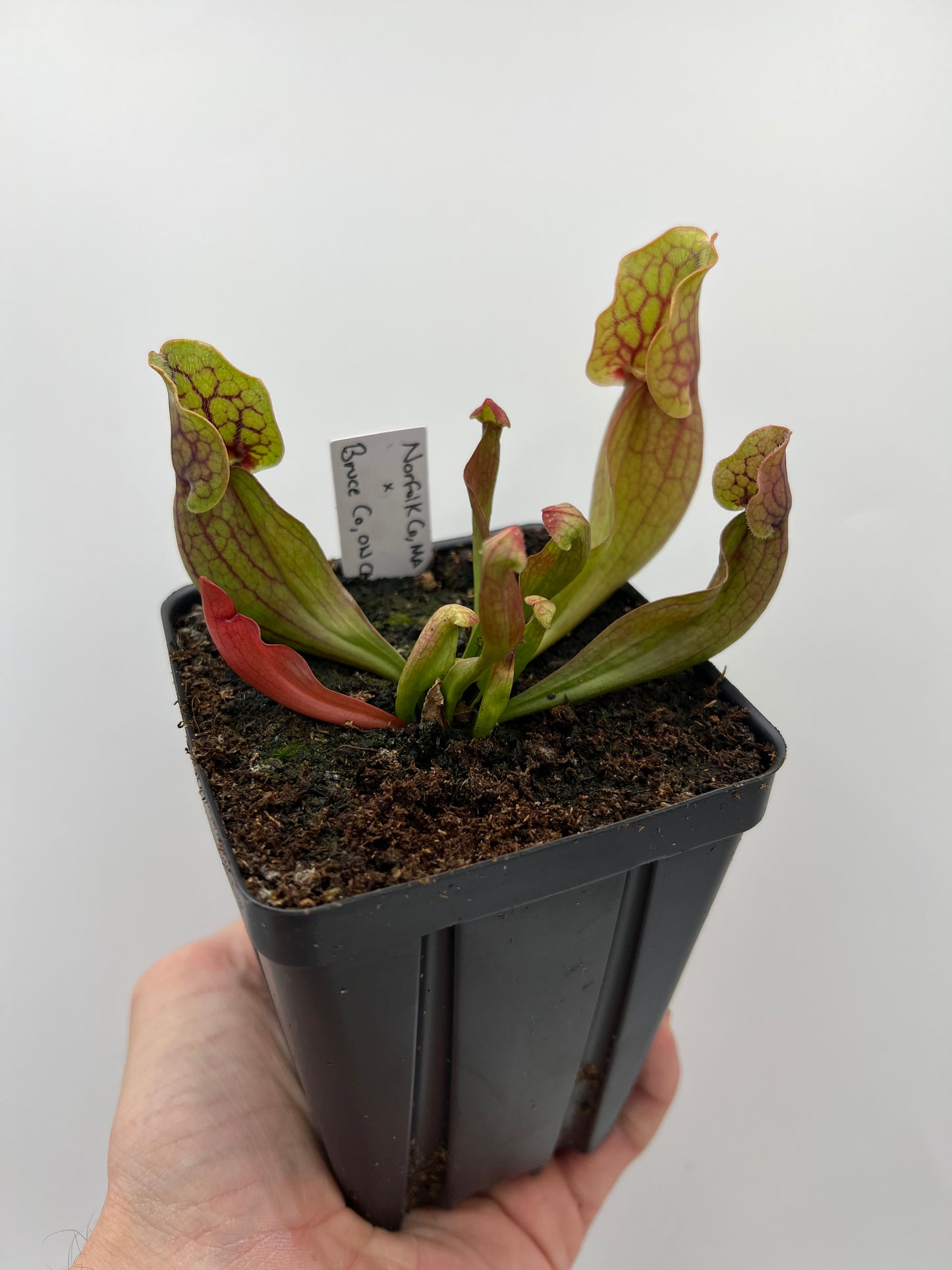 Sarracenia purpurea ssp. purpurea (Norfolk Co, MA) x (Bruce Co, Ontario Canada) - Seed Grown #5