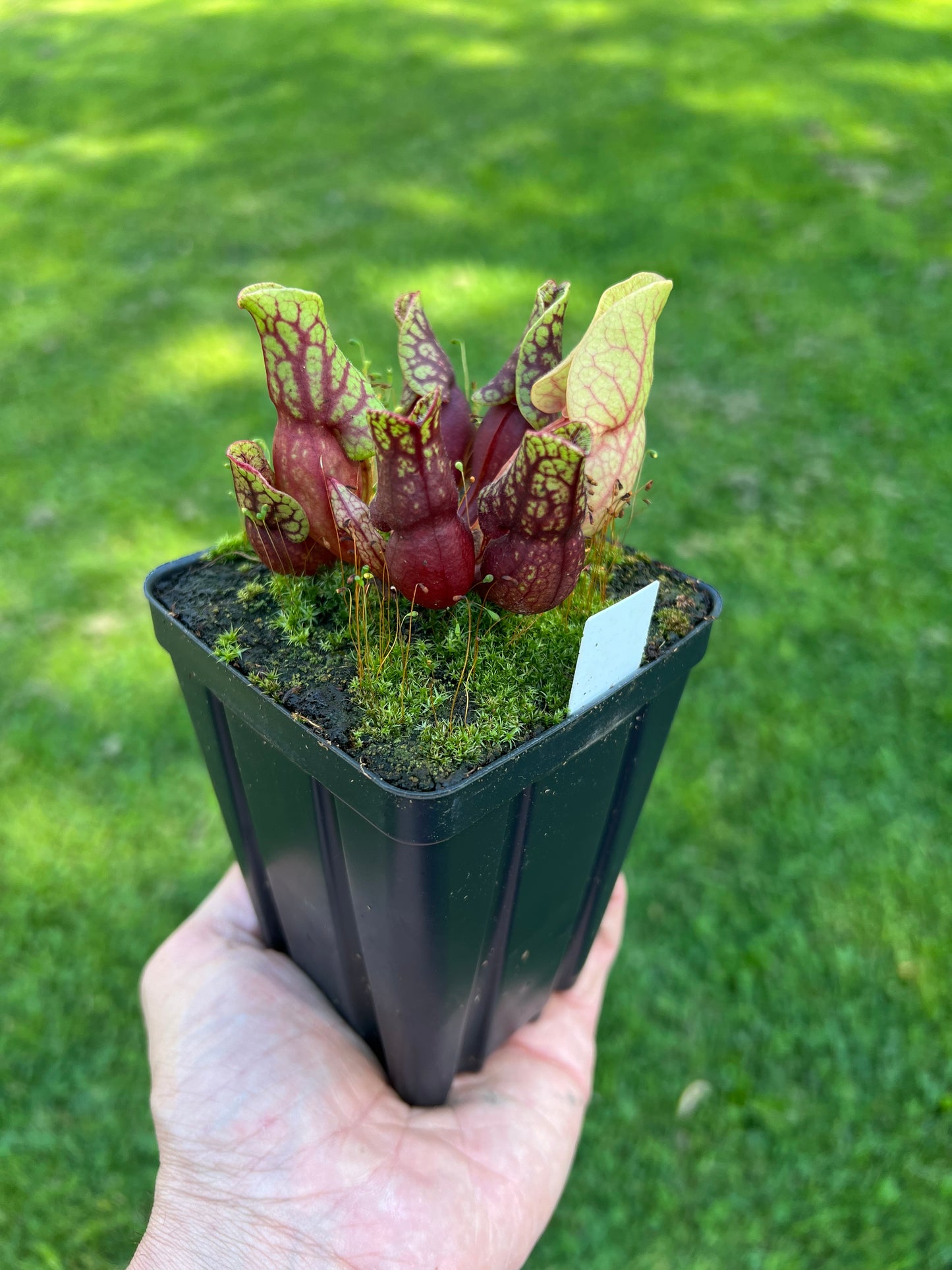 Sarracenia purpurea ssp. venosa “Little Carnivores” - Seed Grown #19