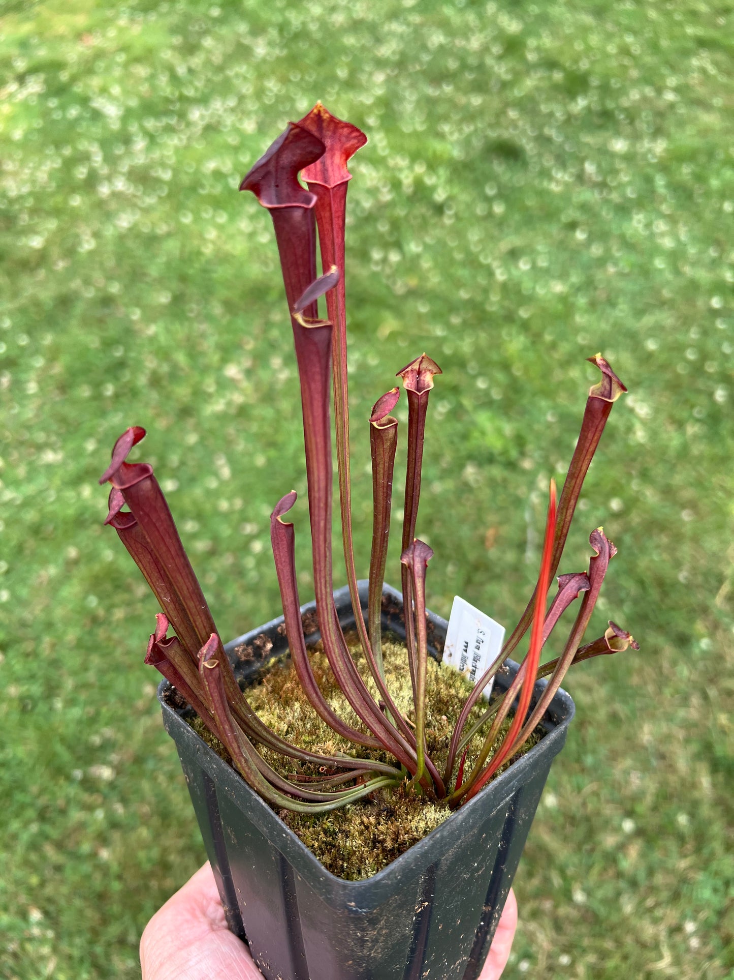 Sarracenia flava (Blackwater, FL) x OP - Seed Grown #1