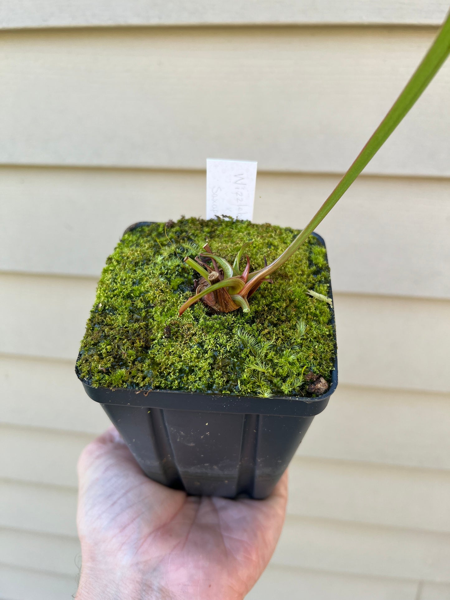 Sarracenia ‘Wizzleberry Toad’ x ‘Saxapahaw’ #4