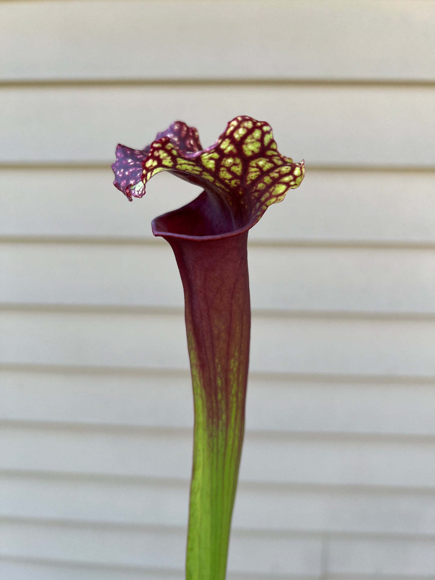 Sarracenia ‘Wizzleberry Toad’ x ‘Saxapahaw’ #4