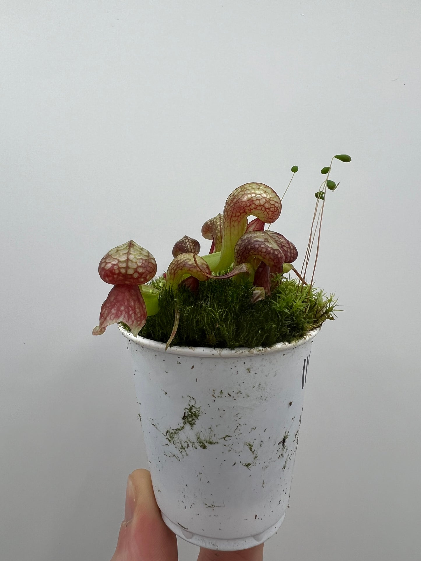 Darlingtonia californica (Cobra Pitcher Plant) - Seed Grown #119