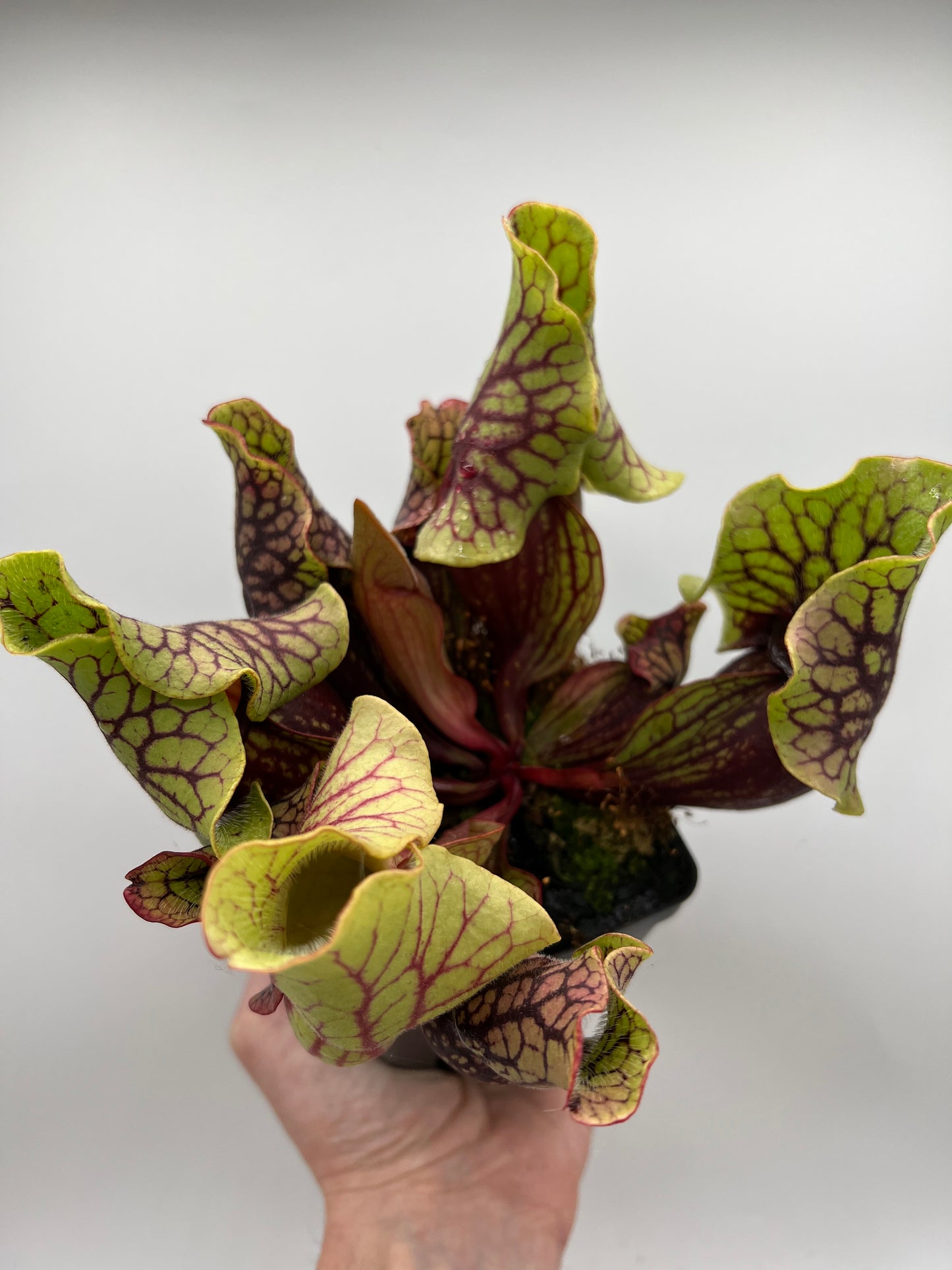 Sarracenia purpurea ssp. venosa “Little Carnivores” - Seed Grown #26