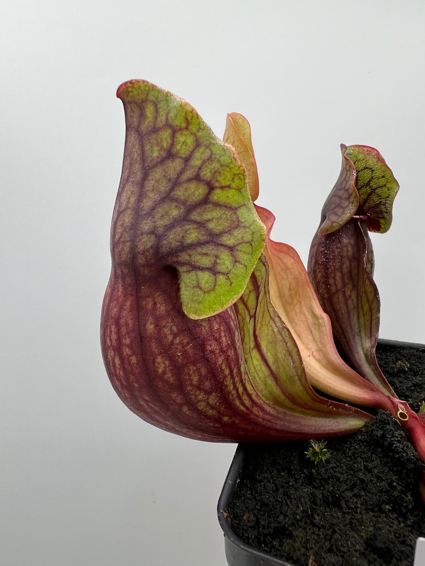 Sarracenia purpurea ssp. purpurea (Norfolk Co, MA) x (Bruce Co, Ontario Canada) - Seed Grown #2