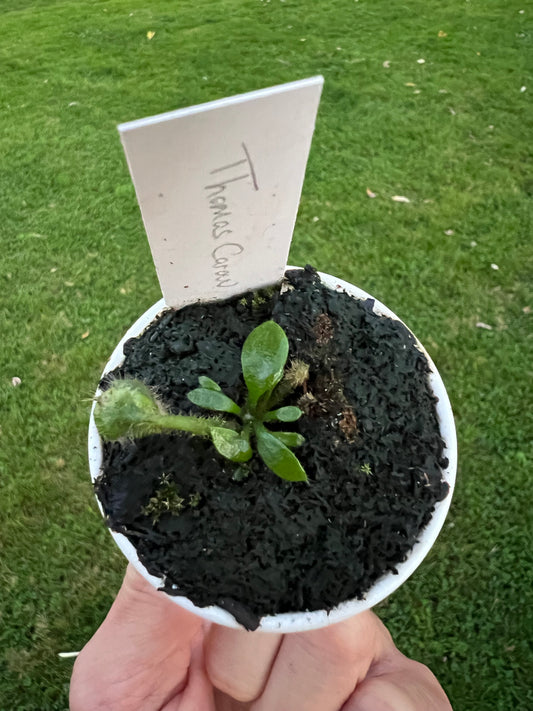 Cephalotus follicularis “Thomas Carow”