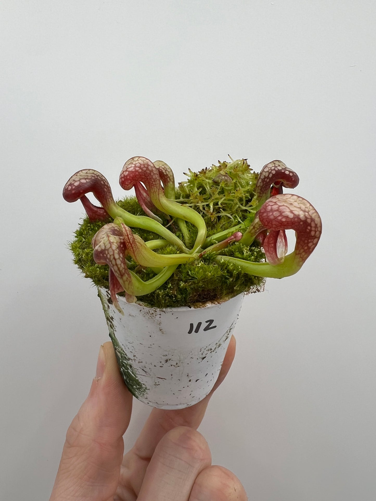 Darlingtonia californica (Cobra Pitcher Plant) - Seed Grown #112