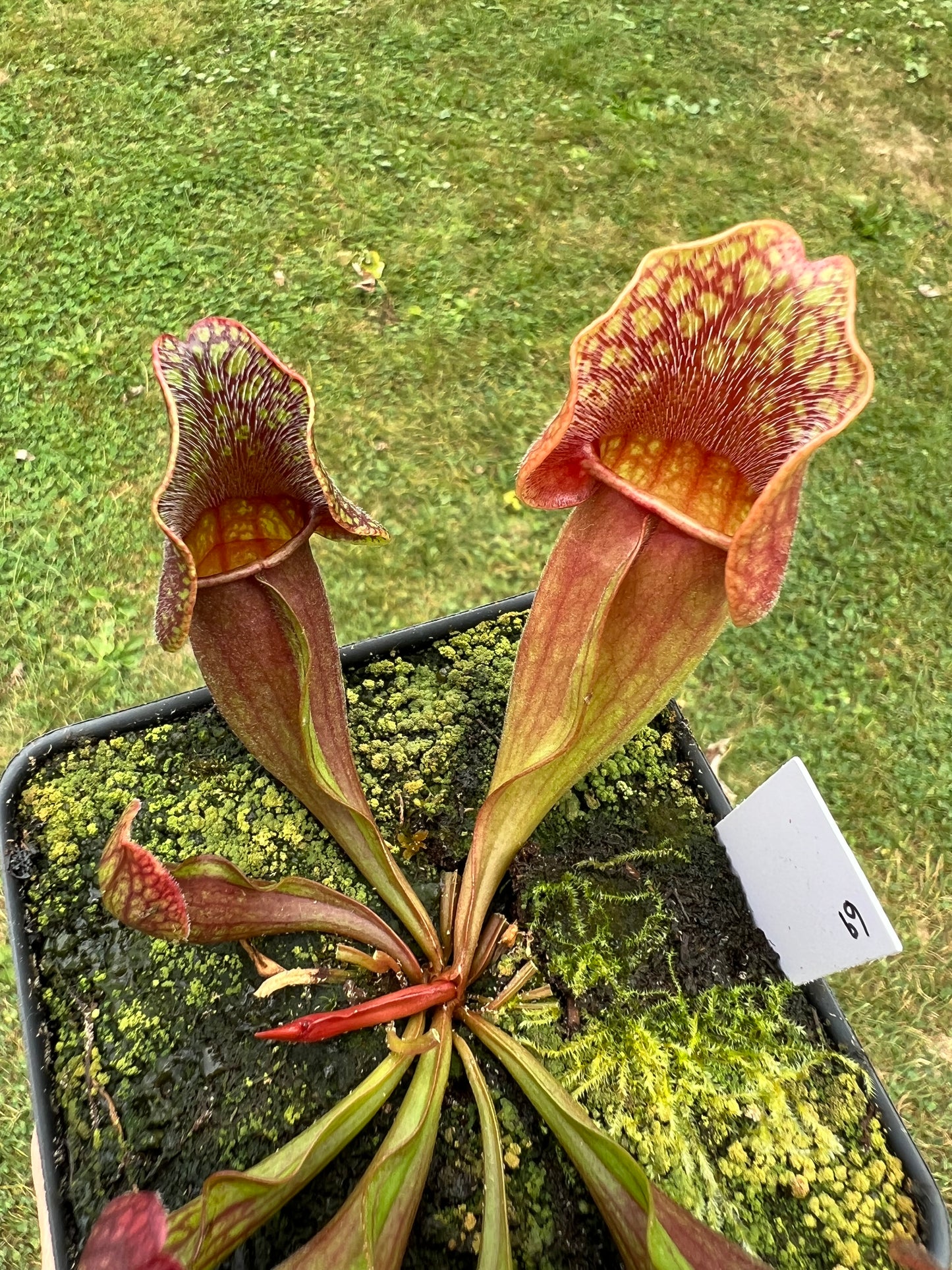 Sarracenia purpurea ssp. purpurea (Centre Co, PA) - Seed Grown #69