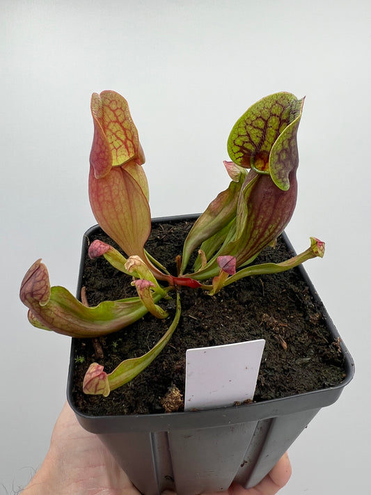 Sarracenia purpurea ssp. purpurea (Centre Co, PA) x (Ocean Co, NJ) - Seed Grown #1