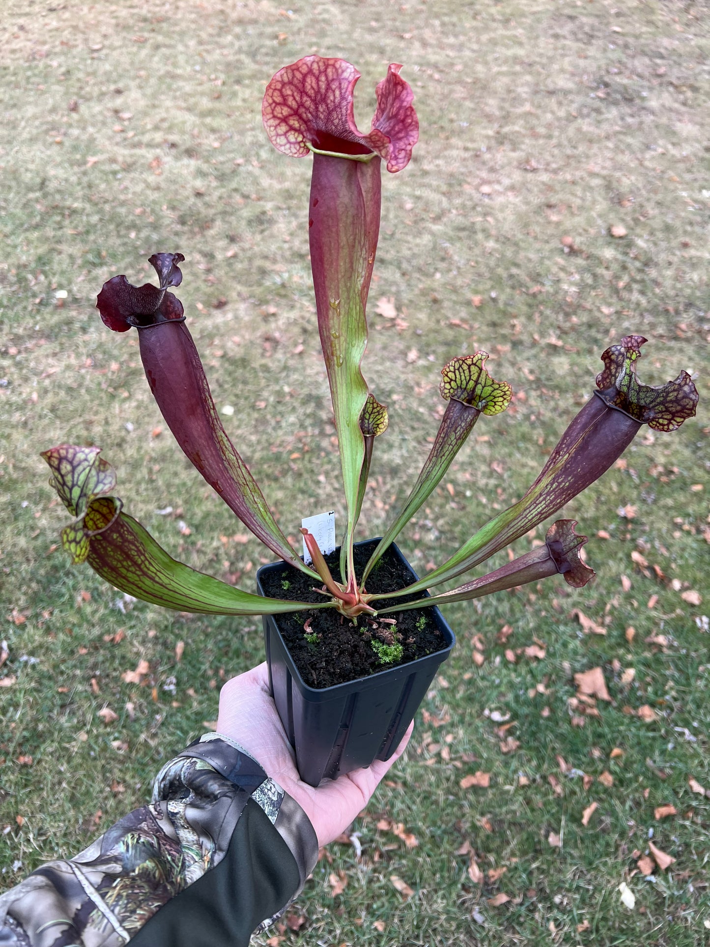 Sarracenia x catesbaei - (flava var. rubricorp. x purp. venosa) - Seed Grown #2