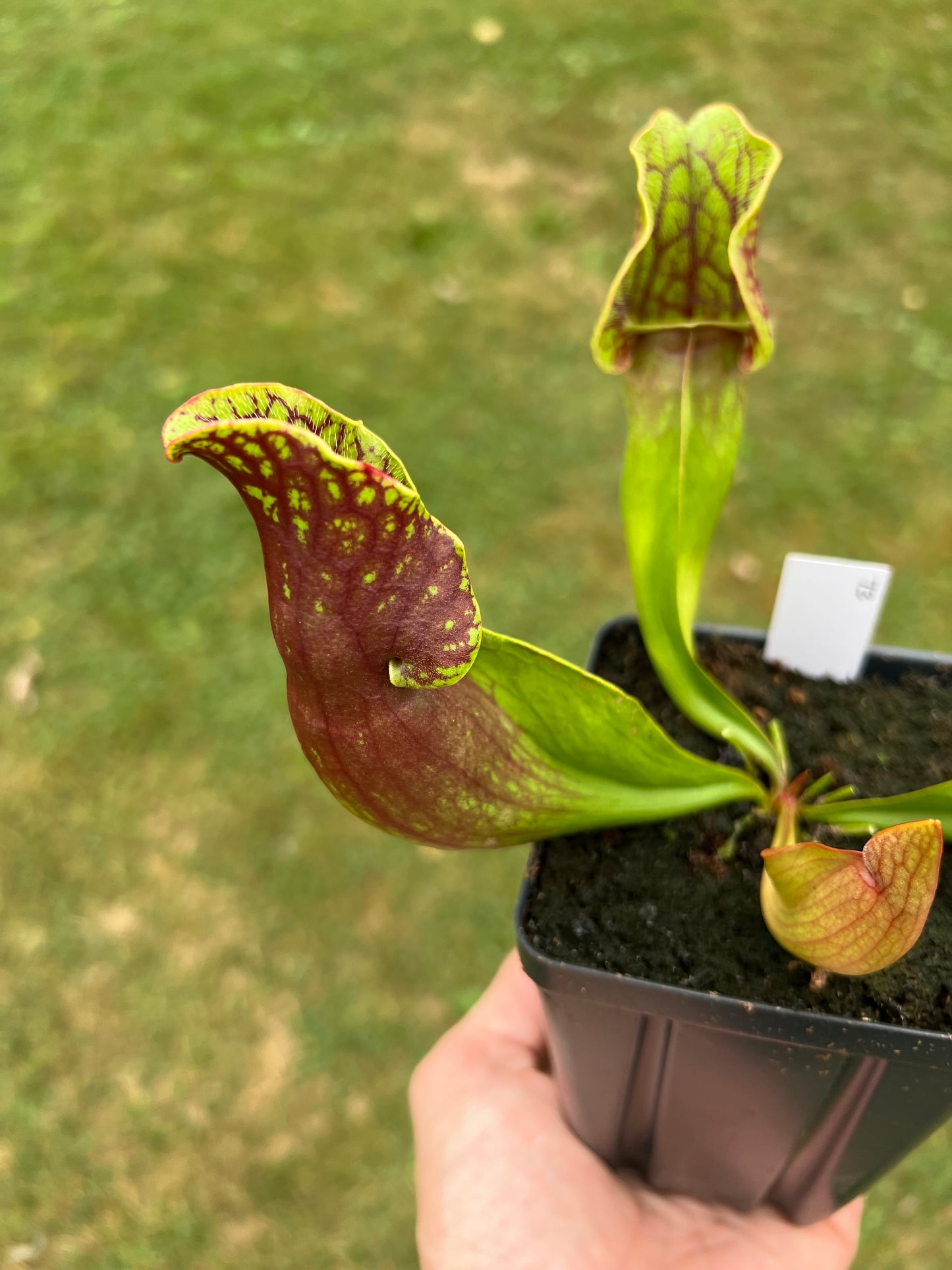 Sarracenia purpurea ssp. purpurea (Centre Co, PA) - Seed Grown #73