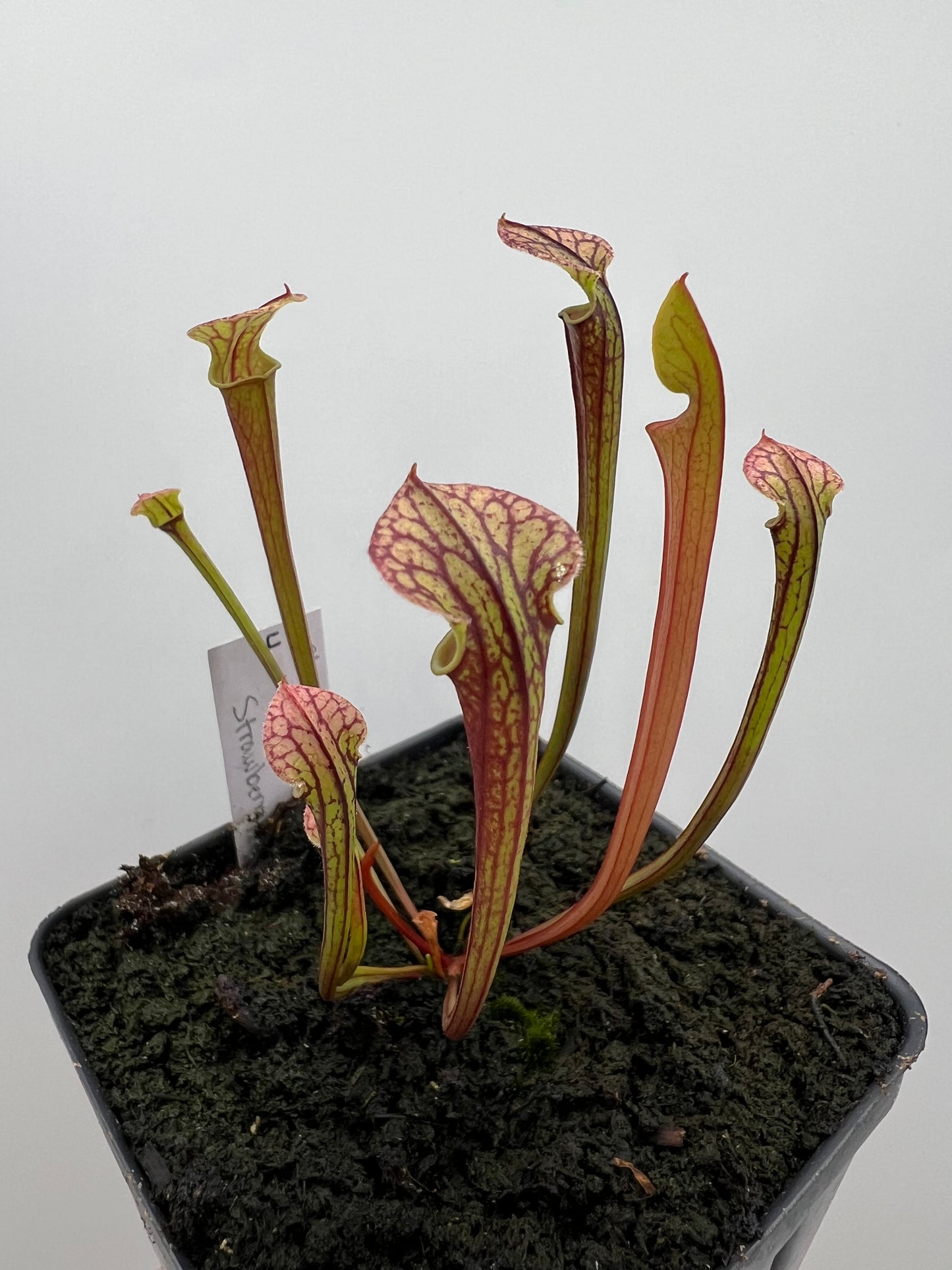 Sarracenia flava var. rubricorpora x “Strawberry Milkshake” - Seed Grown #4