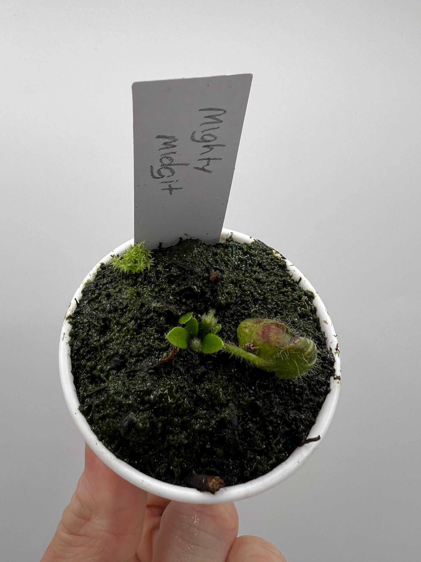 Cephalotus follicularis “Mighty Midget”