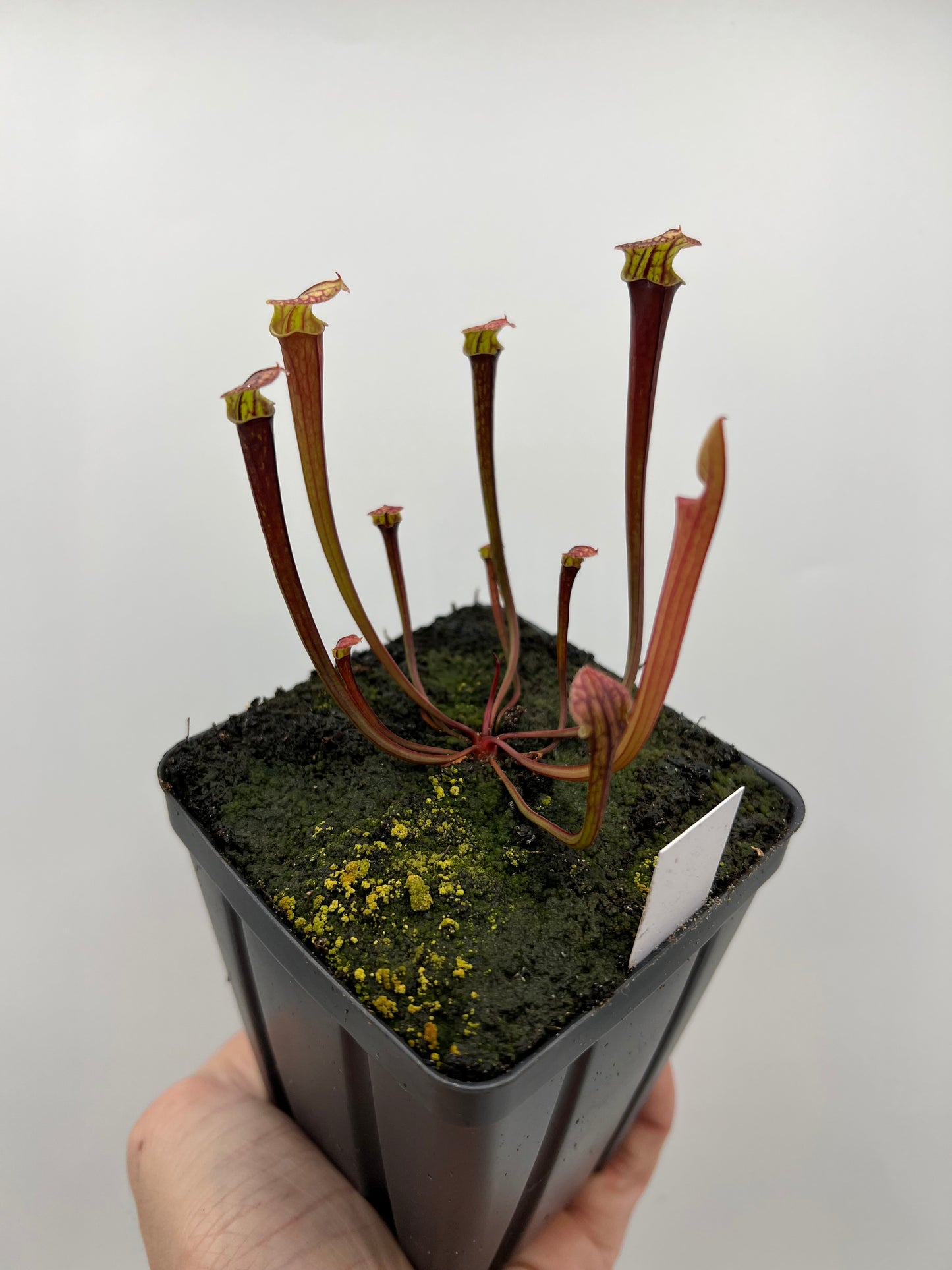 Sarracenia flava var. rubricorpora x “Strawberry Milkshake” - Seed Grown #3