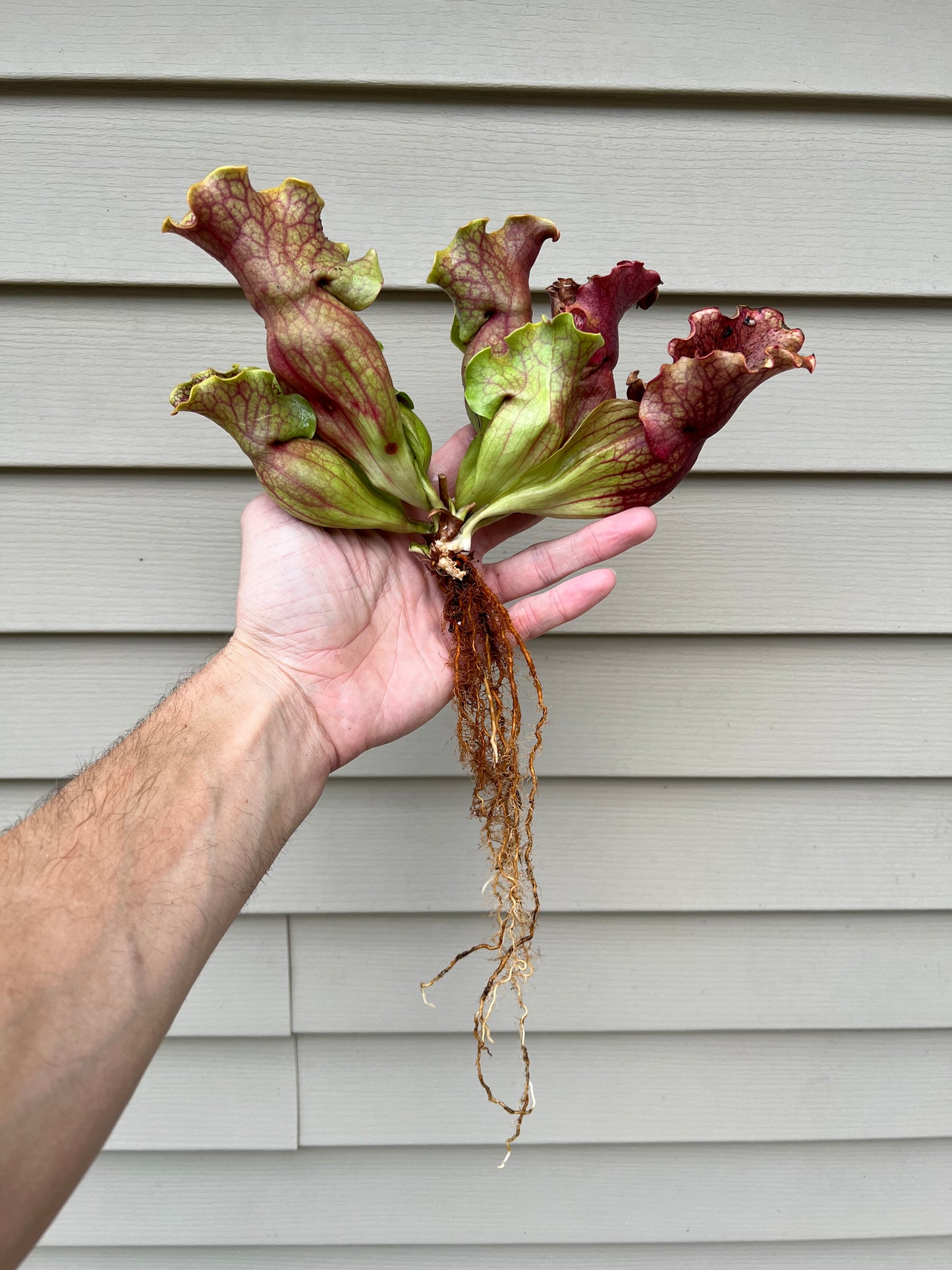 Sarracenia purpurea “Rufflestiltskin”