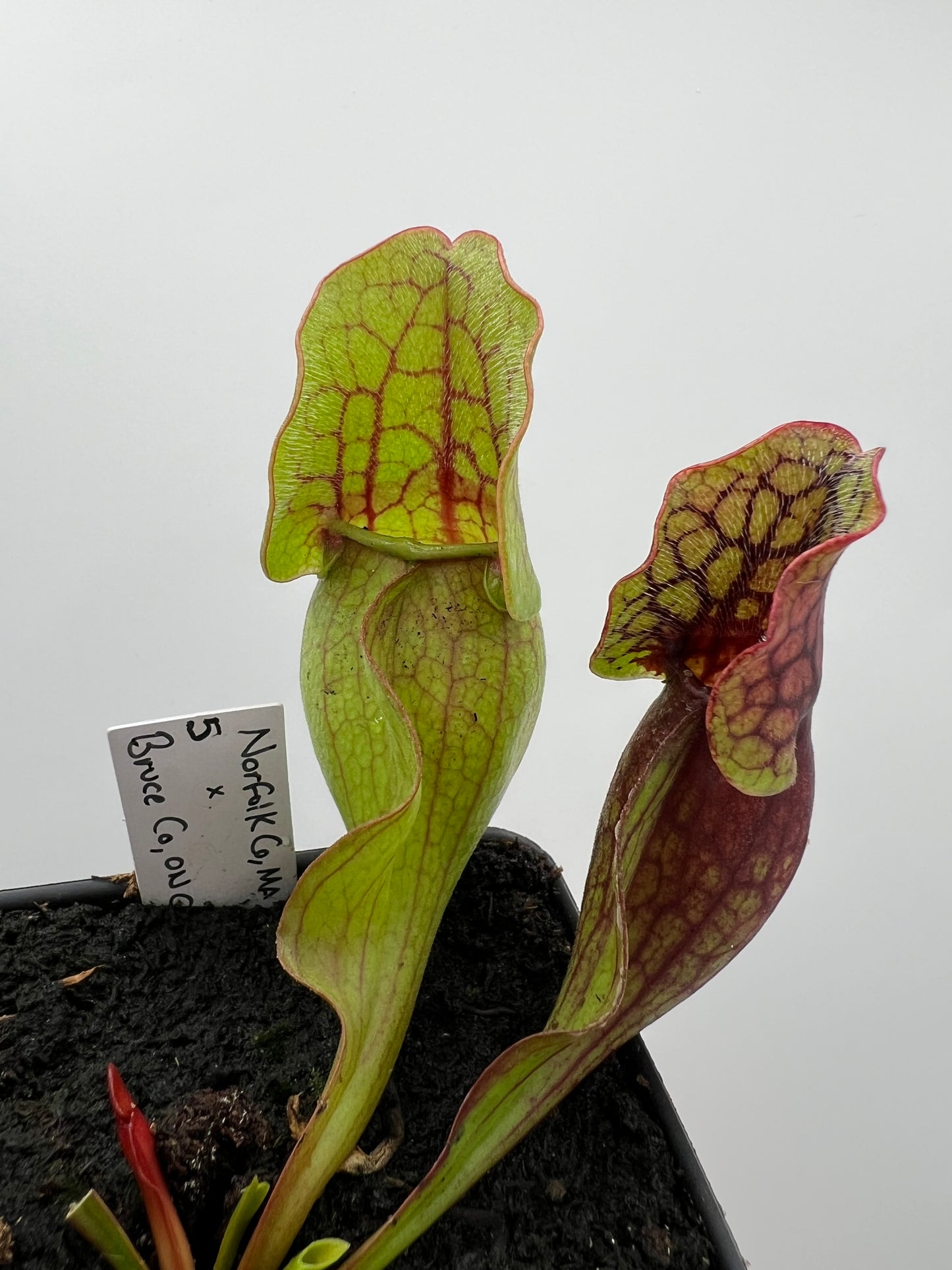 Sarracenia purpurea ssp. purpurea (Norfolk Co, MA) x (Bruce Co, Ontario Canada) - Seed Grown #5