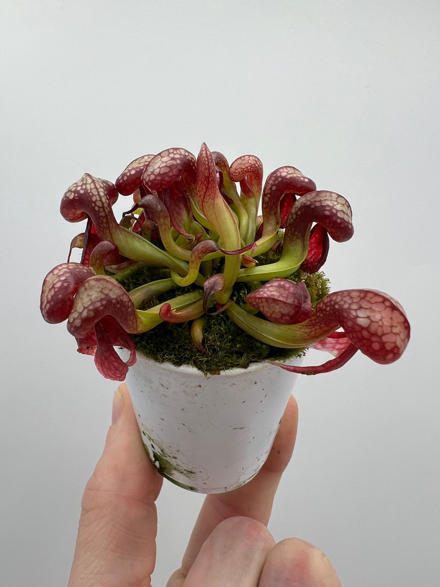 Darlingtonia californica (Cobra Pitcher Plant) - Seed Grown #130