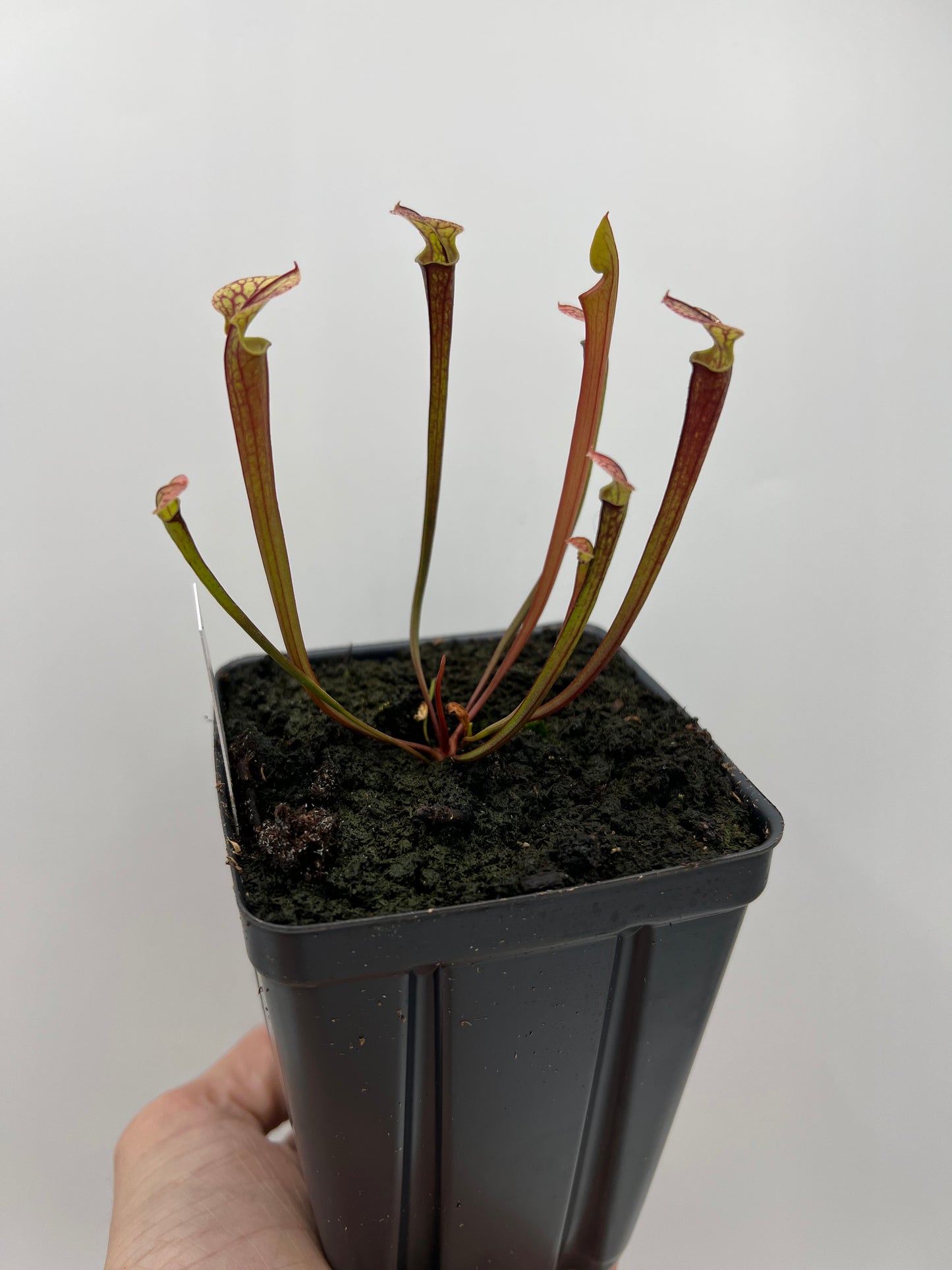 Sarracenia flava var. rubricorpora x “Strawberry Milkshake” - Seed Grown #4