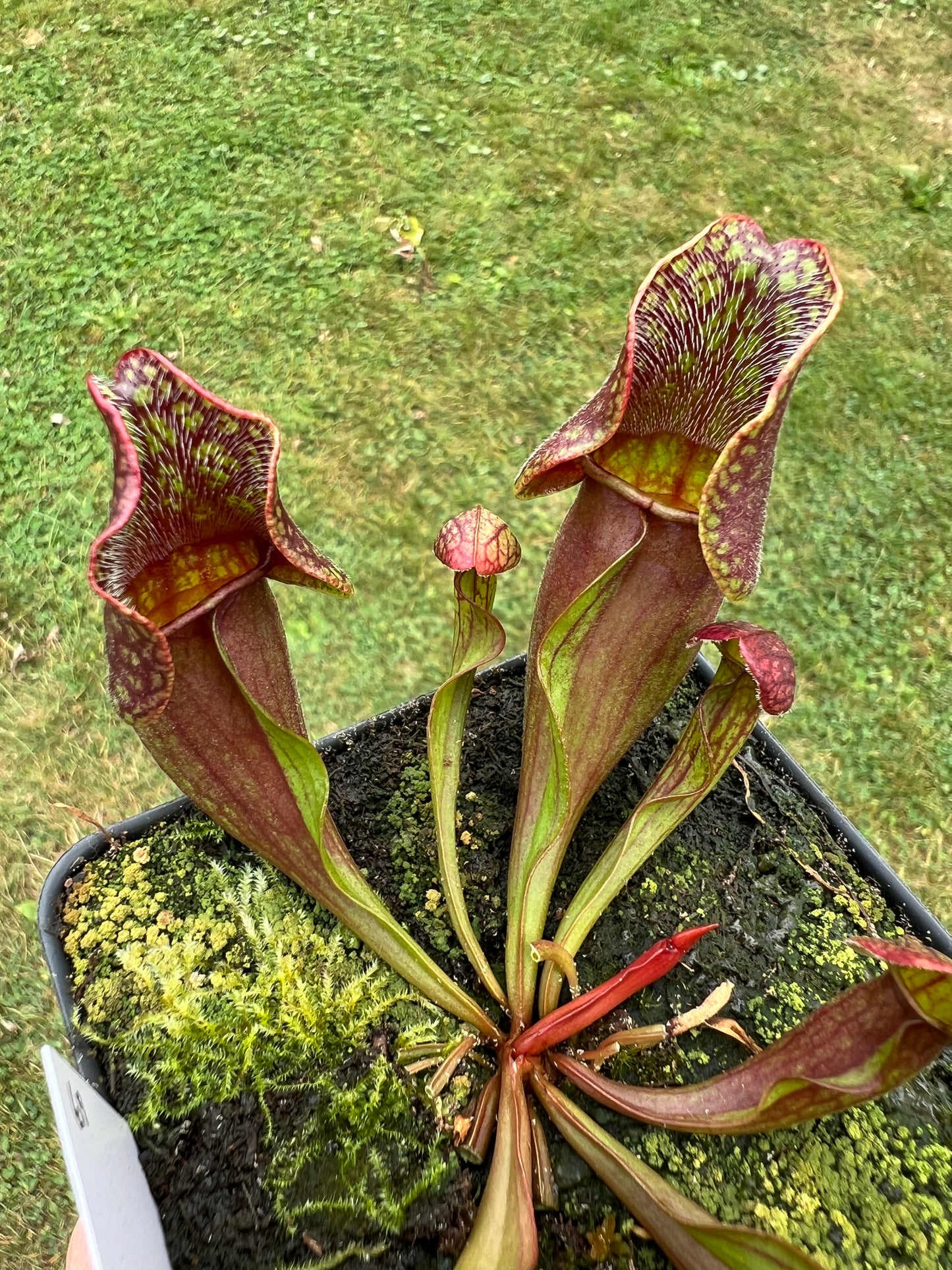 Sarracenia purpurea ssp. purpurea (Centre Co, PA) - Seed Grown #69