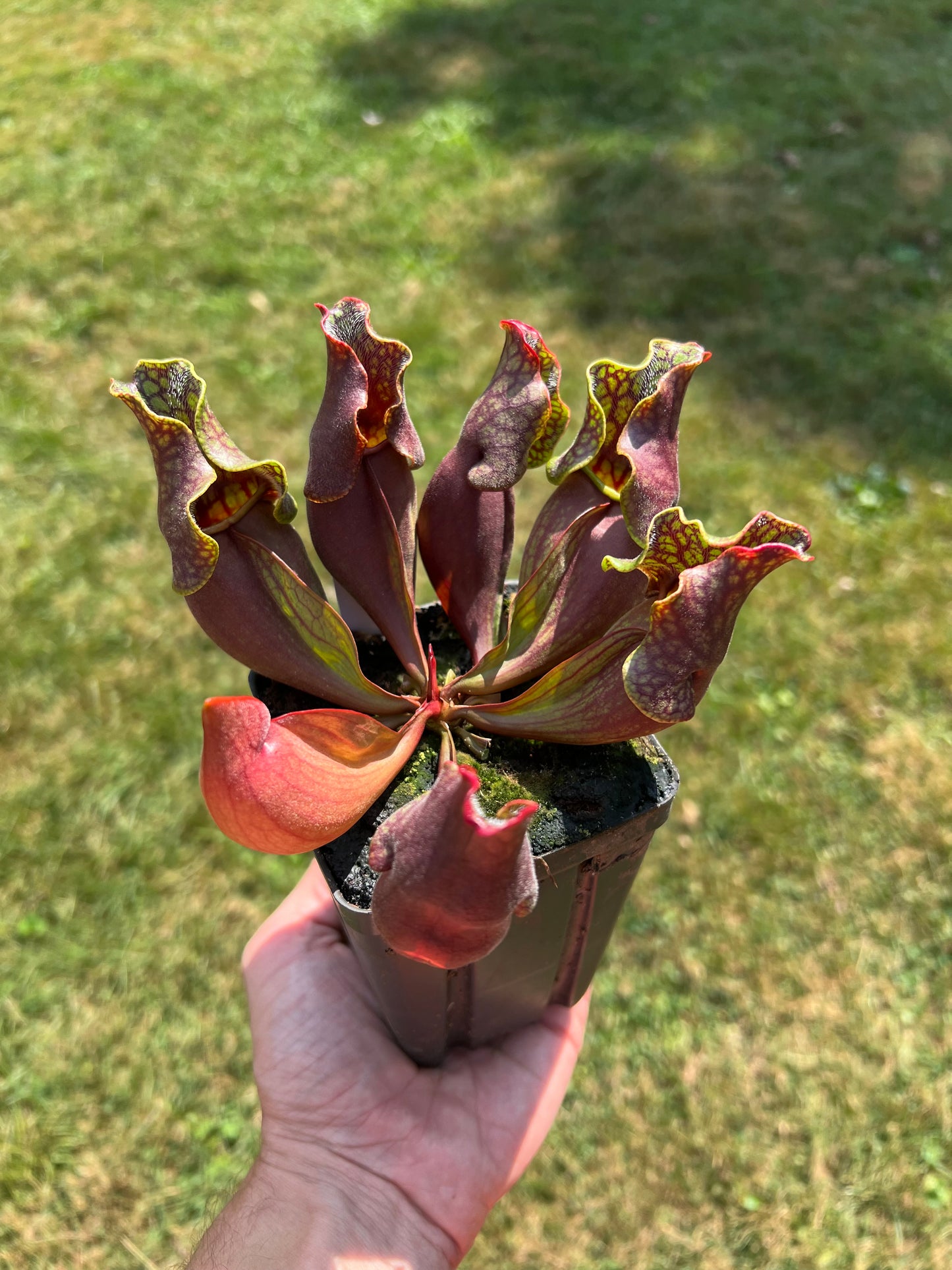 Sarracenia purpurea ssp. purpurea (Centre Co, PA) - Seed Grown #61