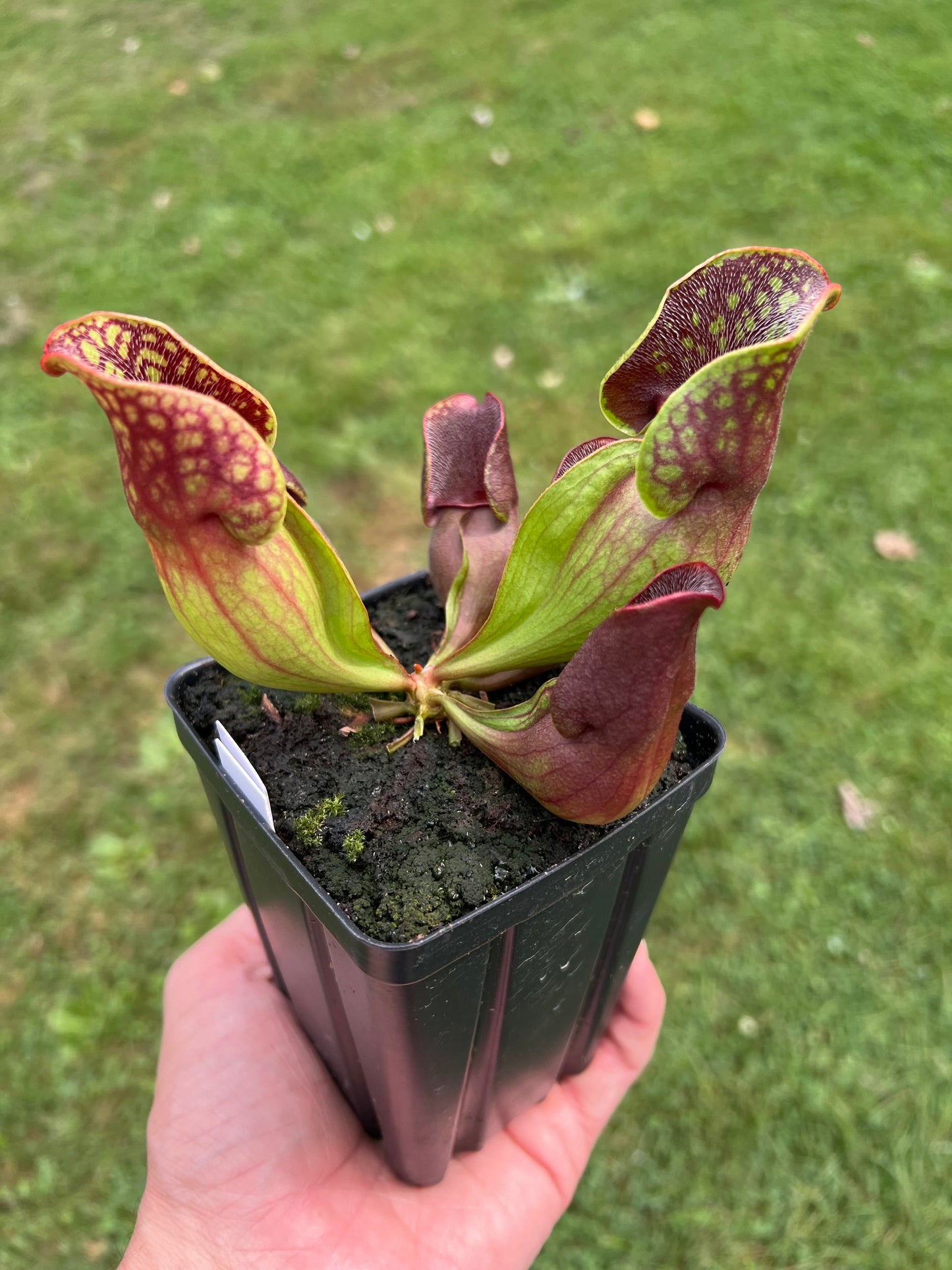 Sarracenia purpurea ssp. purpurea (Centre Co, PA) - Seed Grown #58