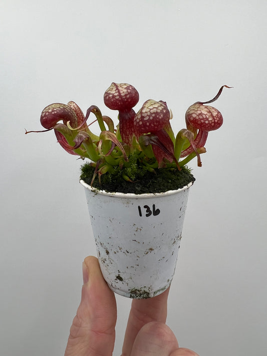 Darlingtonia californica (Cobra Pitcher Plant) - Seed Grown #136