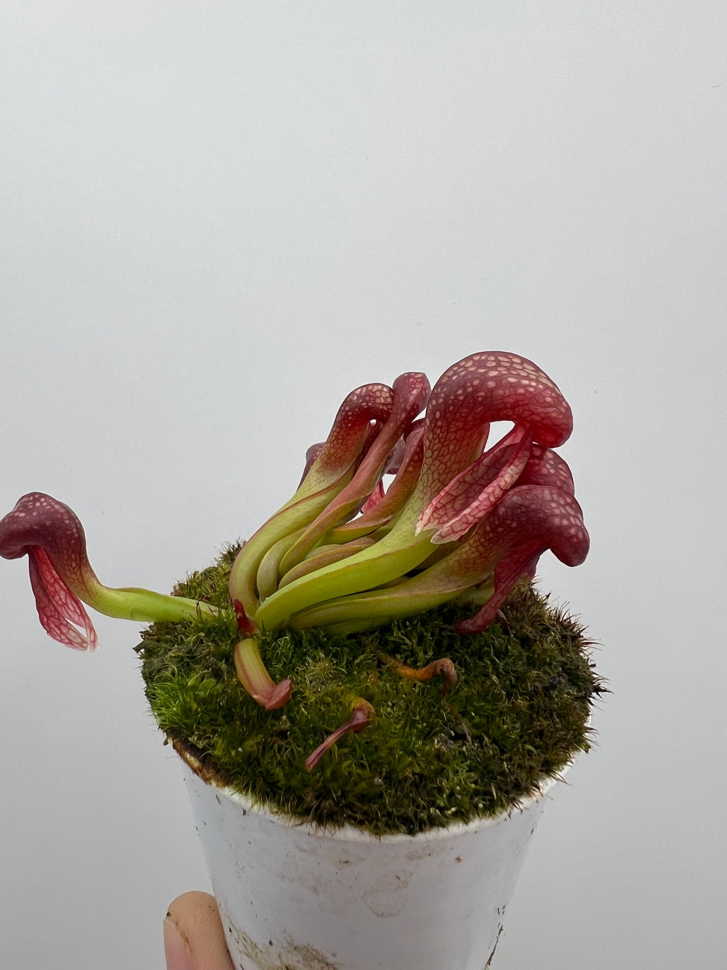 Darlingtonia californica (Cobra Pitcher Plant) - Seed Grown #124