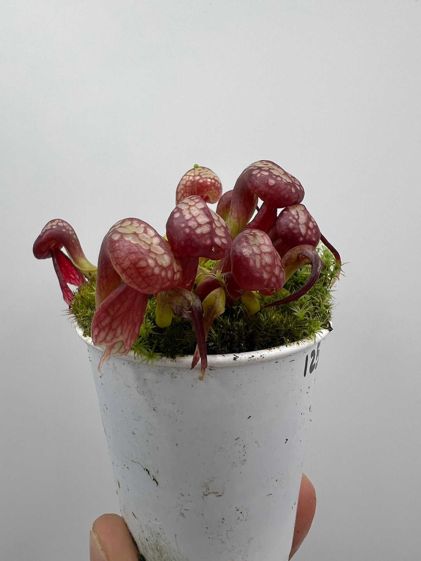 Darlingtonia californica (Cobra Pitcher Plant) - Seed Grown #125