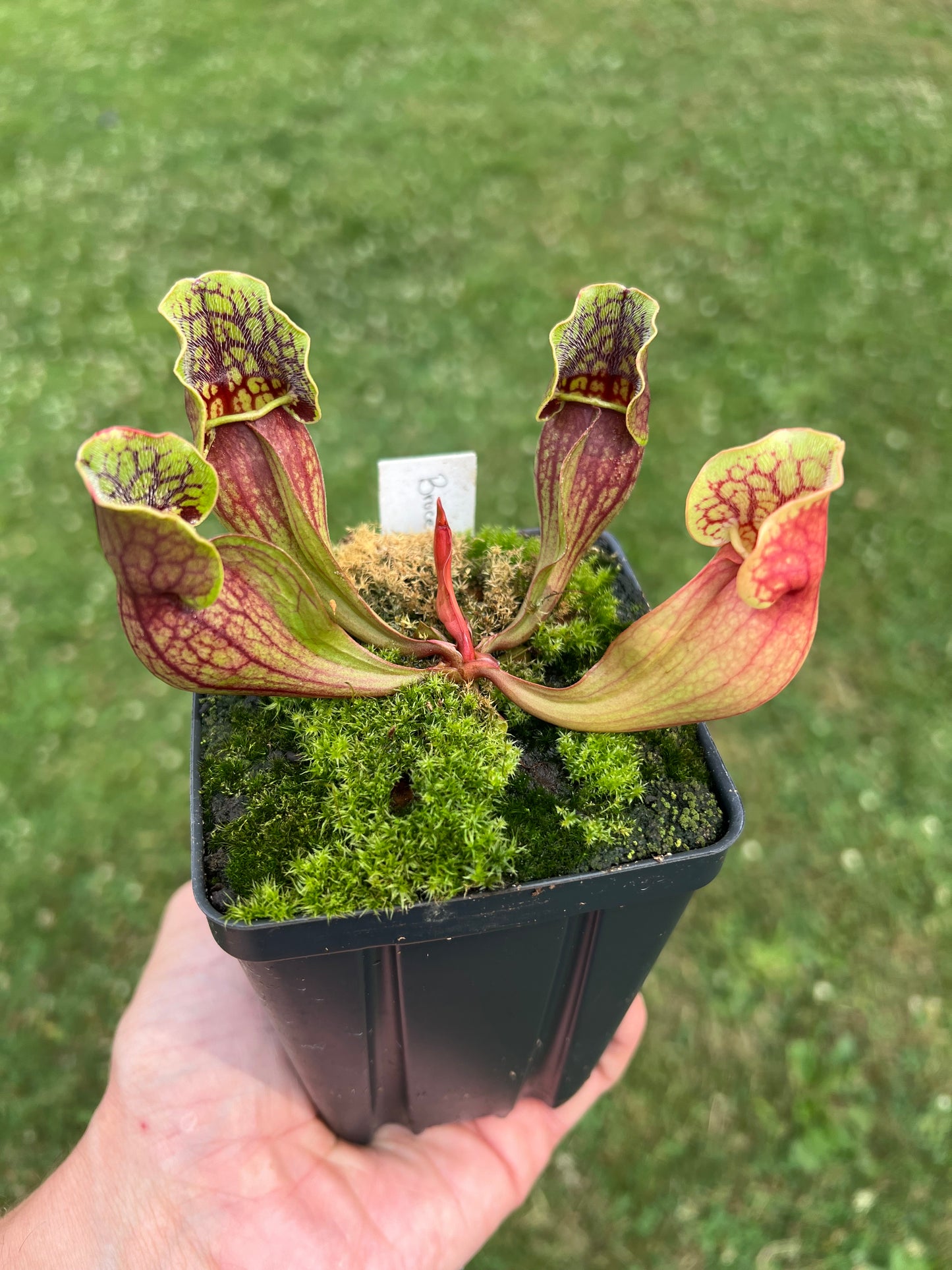 Sarracenia purpurea ssp. purpurea (Bruce Co, Ontario Canada) [Marl Bog] - Seed Grown #7