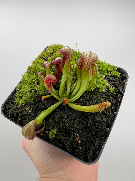 Darlingtonia californica (Cobra Pitcher Plant) - Seed Grown #73