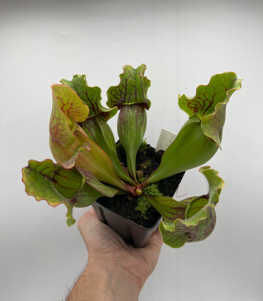 Sarracenia purpurea ssp. purpurea (Centre Co, PA) x (Bruce Co, ON CA) - XL