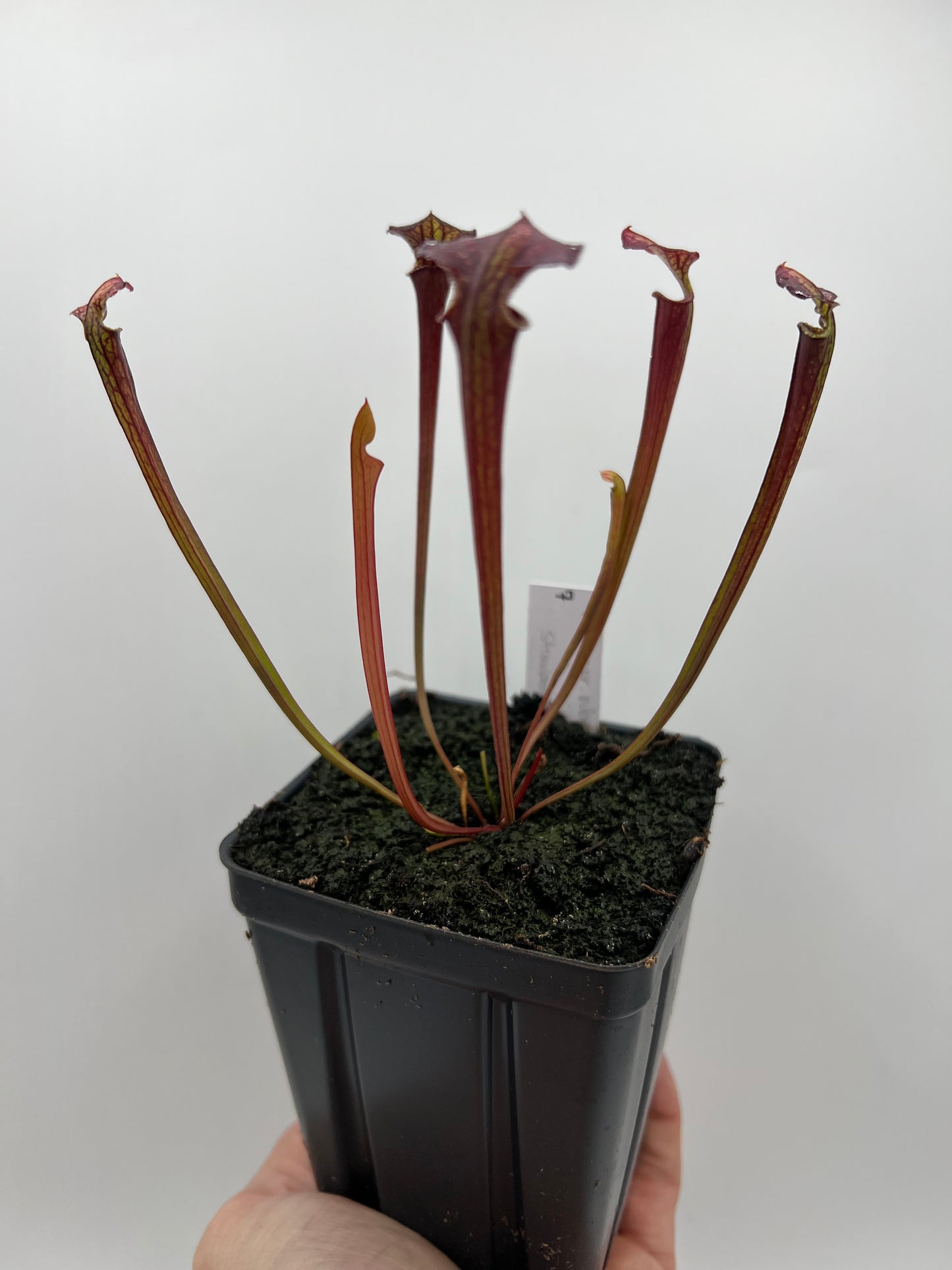 Sarracenia flava var. rubricorpora x “Strawberry Milkshake” - Seed Grown #7