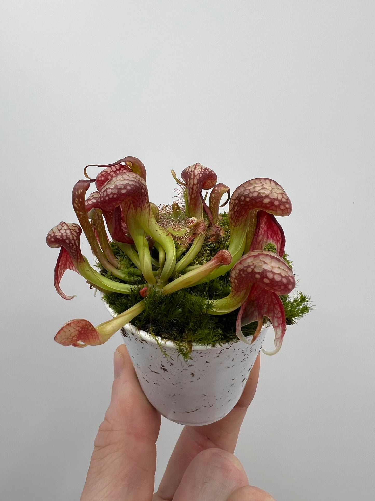 Darlingtonia californica (Cobra Pitcher Plant) - Seed Grown #126