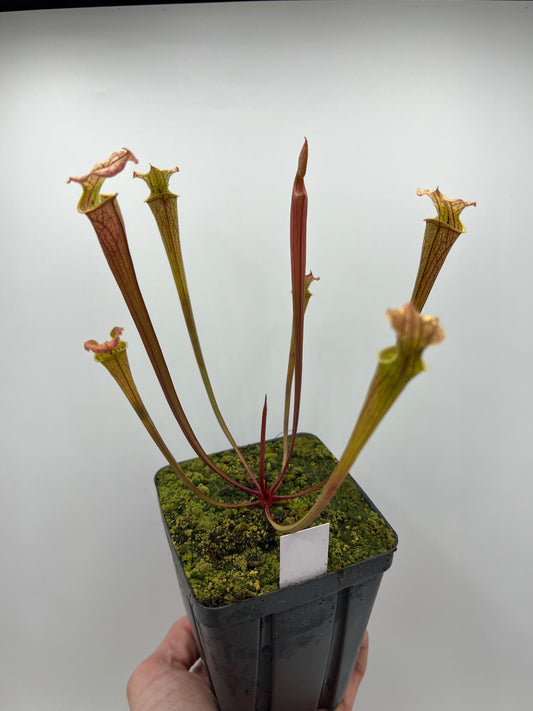 Sarracenia flava var. rubricorpora x “Strawberry Milkshake” - Seed Grown #8